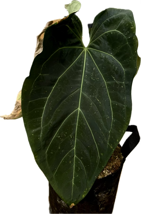 ANTHURIUM FORGOTTEN PHOENIX | SHOP RARE AUSTRALIAN ANTHURIUM HYBRID HOUSEPLANTS | MELTY PLANTS E-STORE, ONLINE