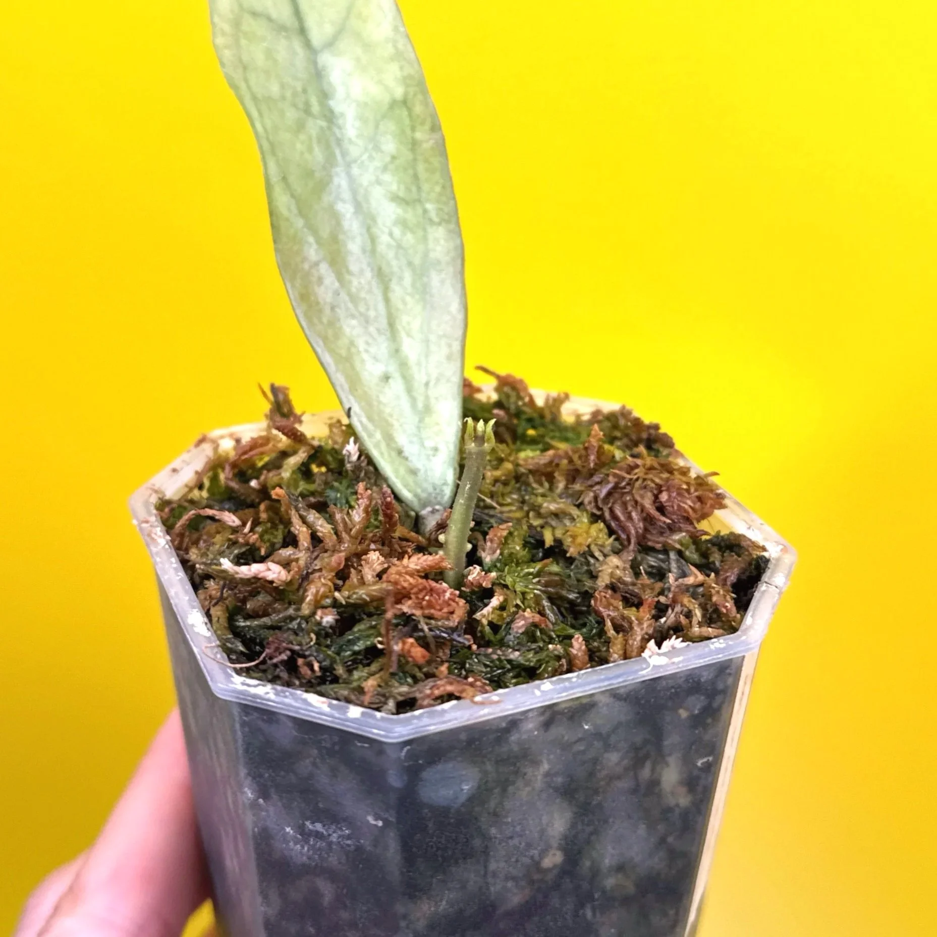 Hoya Sp. Germany Silver | Shop Rare Silver Hoya Houseplants from Sydney, Australia | Melty Plants E-Store Online