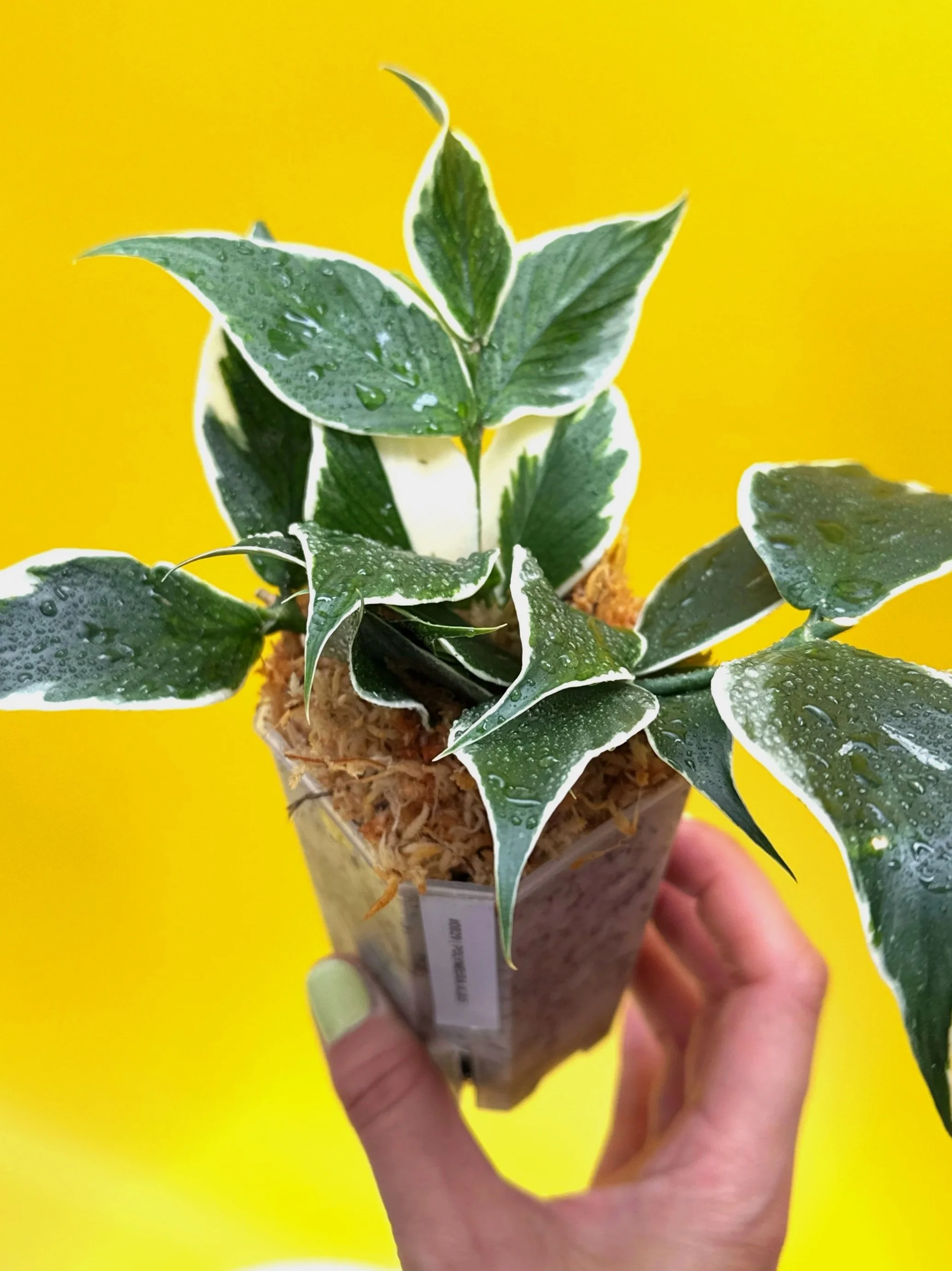 Hoya Polyneura Albomarginata | Shop Rare Hoya Houseplants in Sydney, Australia | Melty Plants E-Store, Online