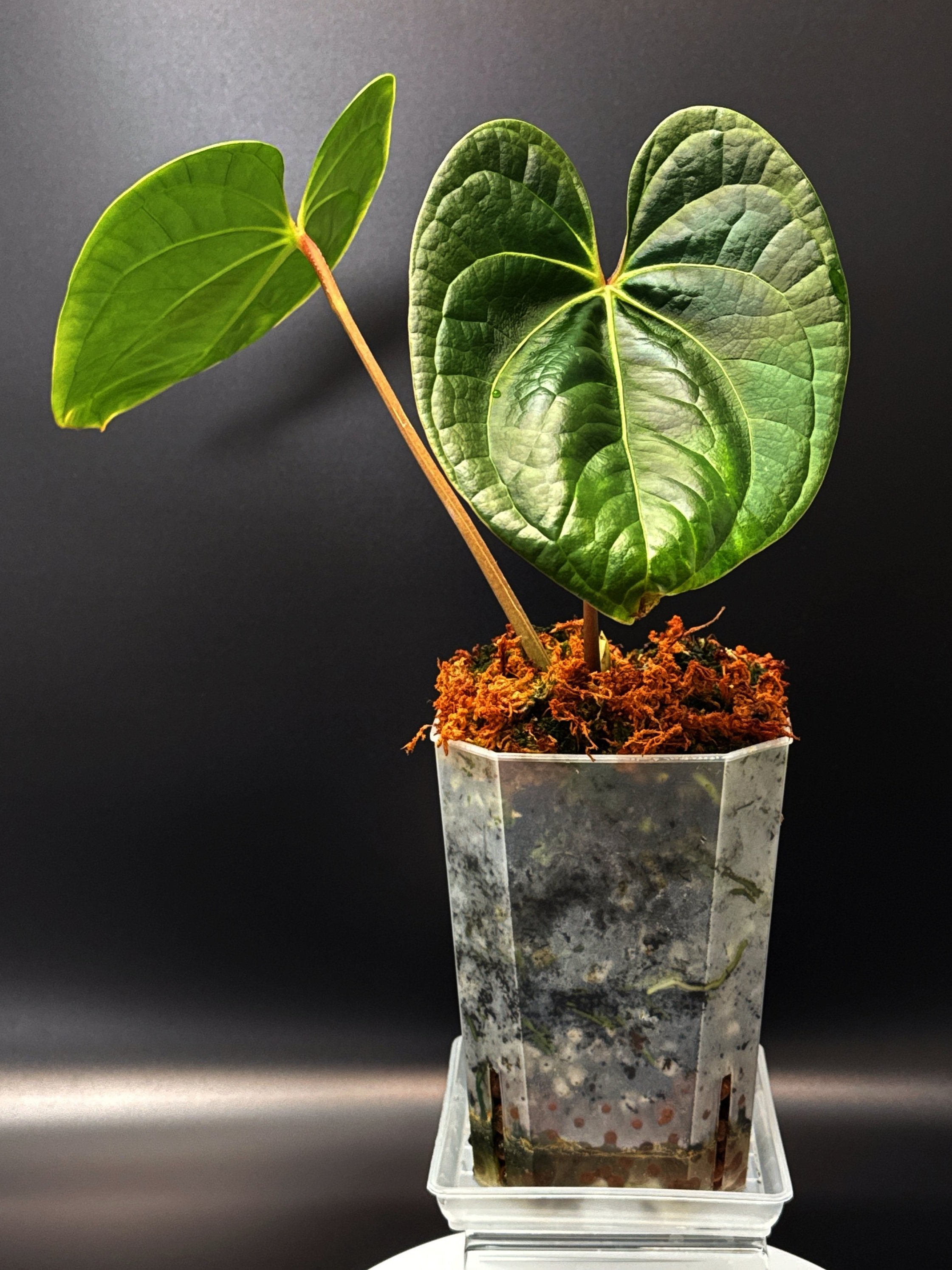 Anthurium Bessurians 'Besseae Aff. x Luxurians' in a large square pot + saucer | Shop Rare Australian Anthuriums in Sydney Australia | Melty Plants E-Store, Online