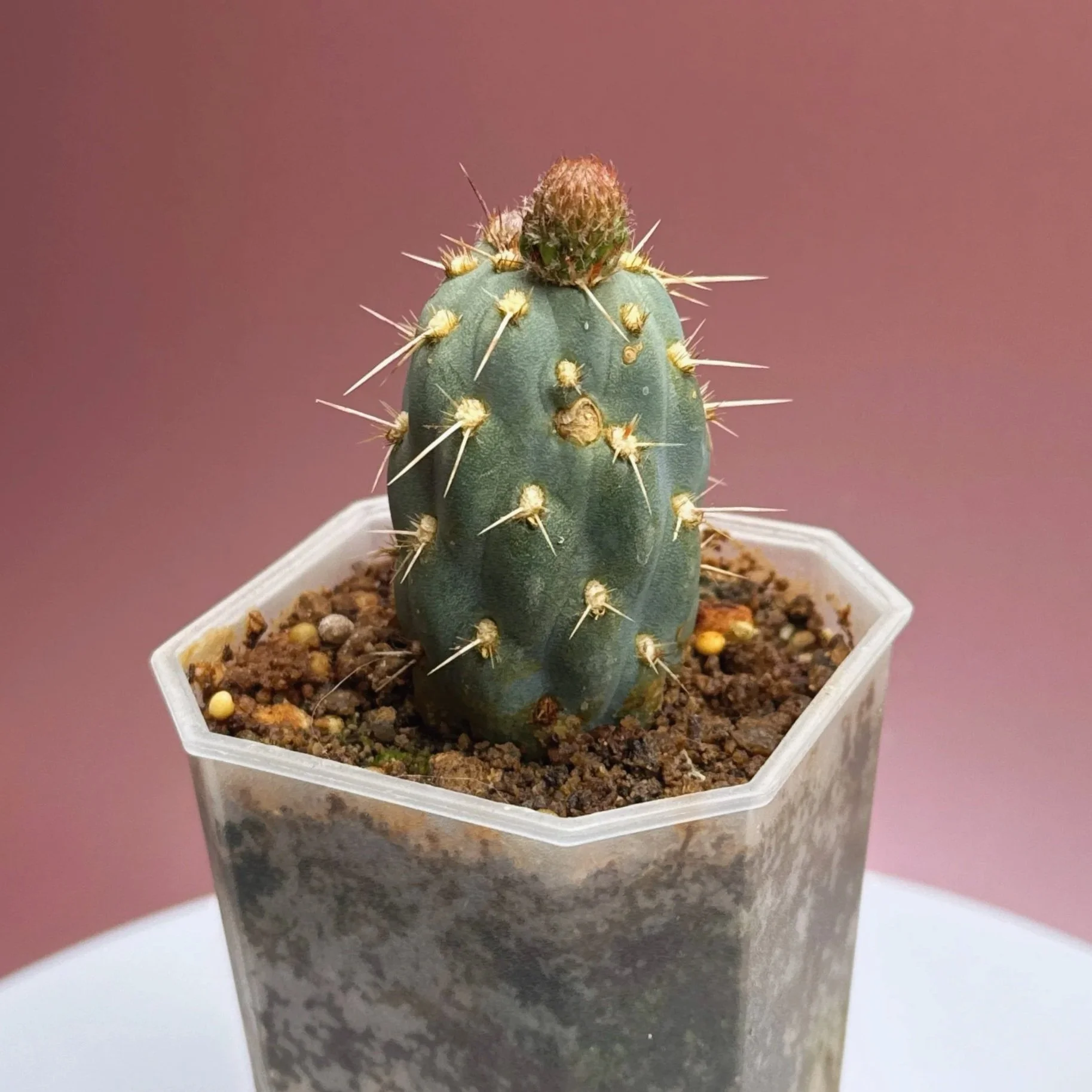 Cactus Miqueliopuntia Miquelii | Shop Rare Blue Cacti in Sydney, Australia | Melty Plants E-Store, Online