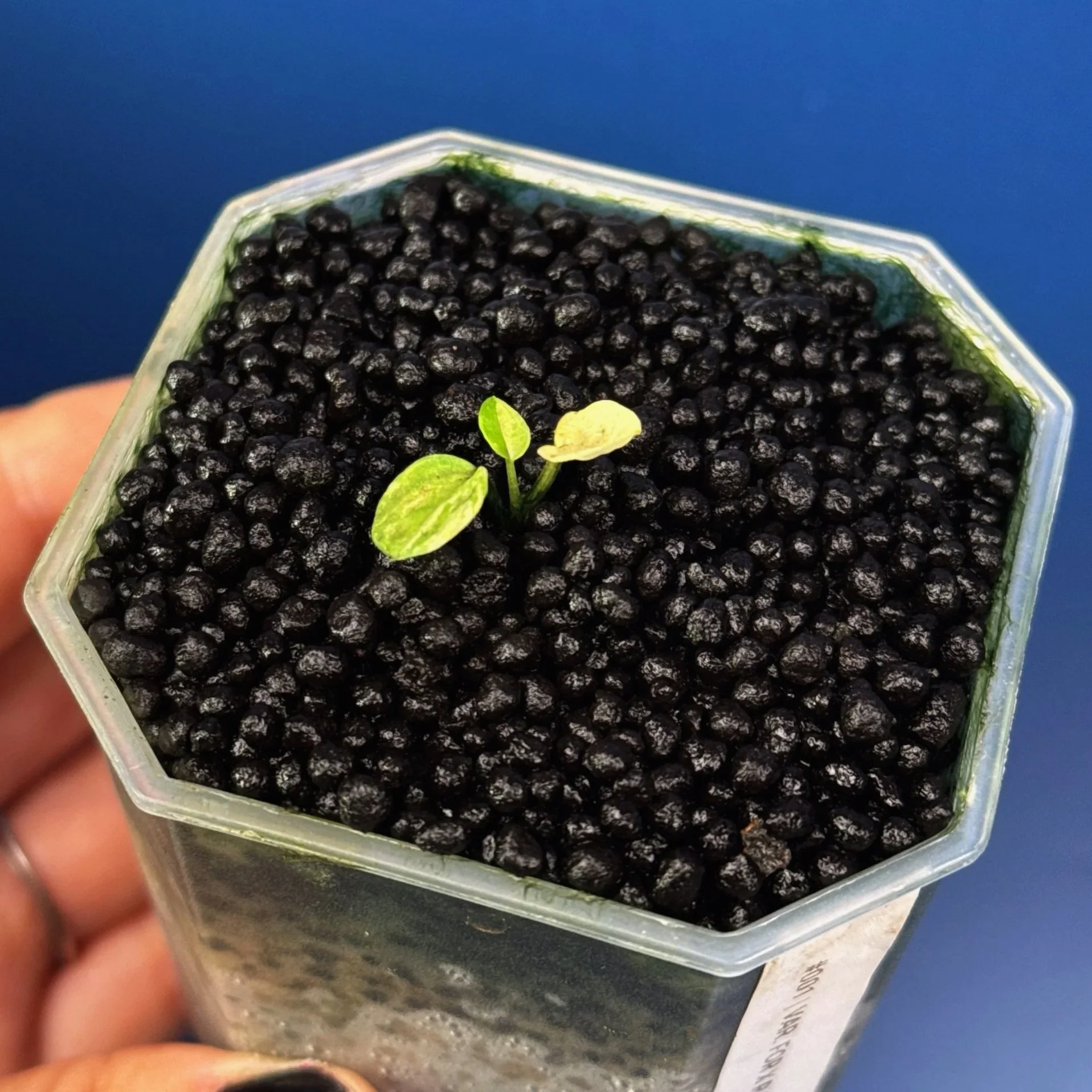 Anthurium Variegated Forgetii x Red Forgetii -Variegated | Shop Ultra Rare Variegated Anthuriums online from Sydney, Australia | Melty Plants E-Store