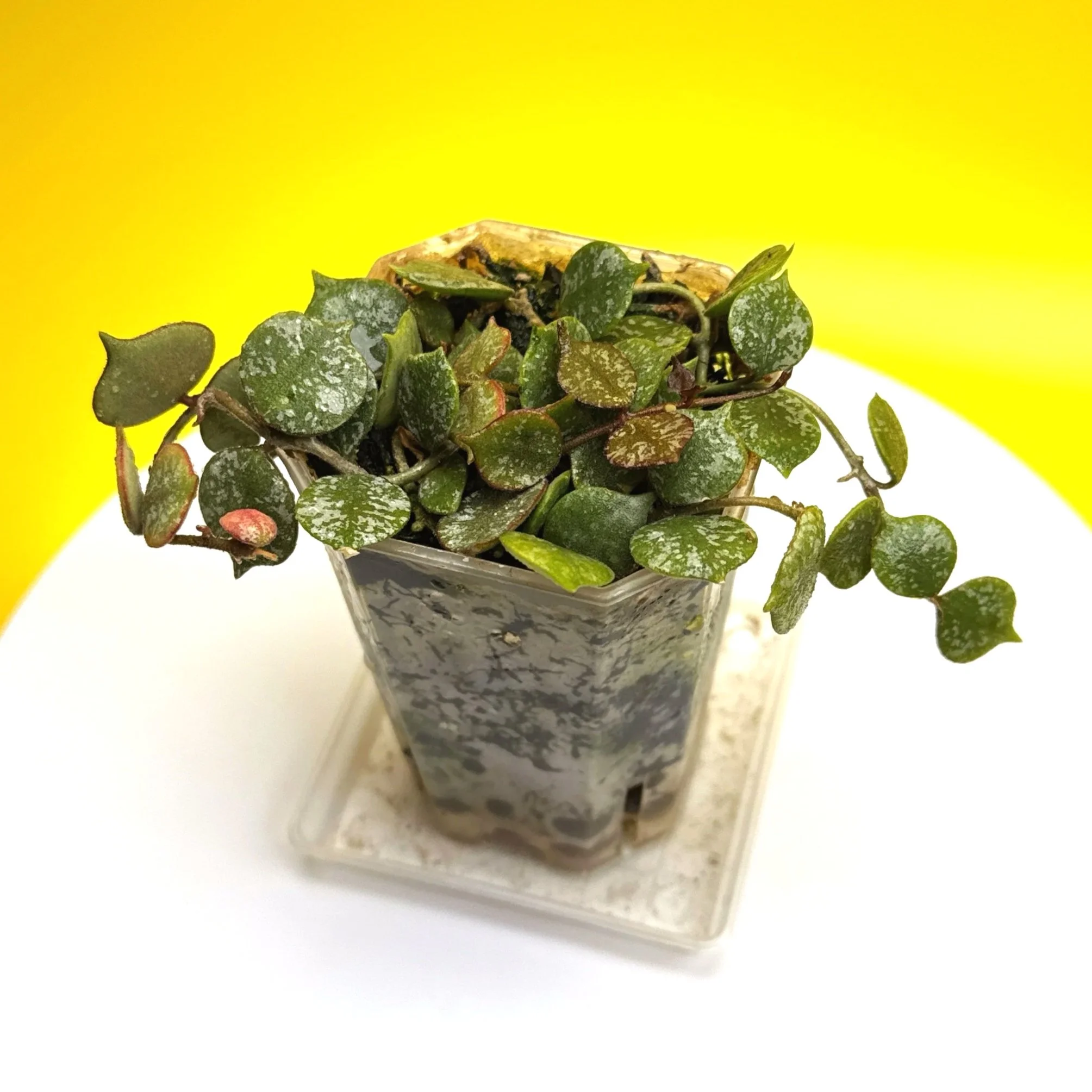 Hoya Curtisii multi-planted in a Small Square Clear Pot for sale | Shop Rare Hoya Houseplants in Sydney, Australia | Melty Plants E-Store, Online