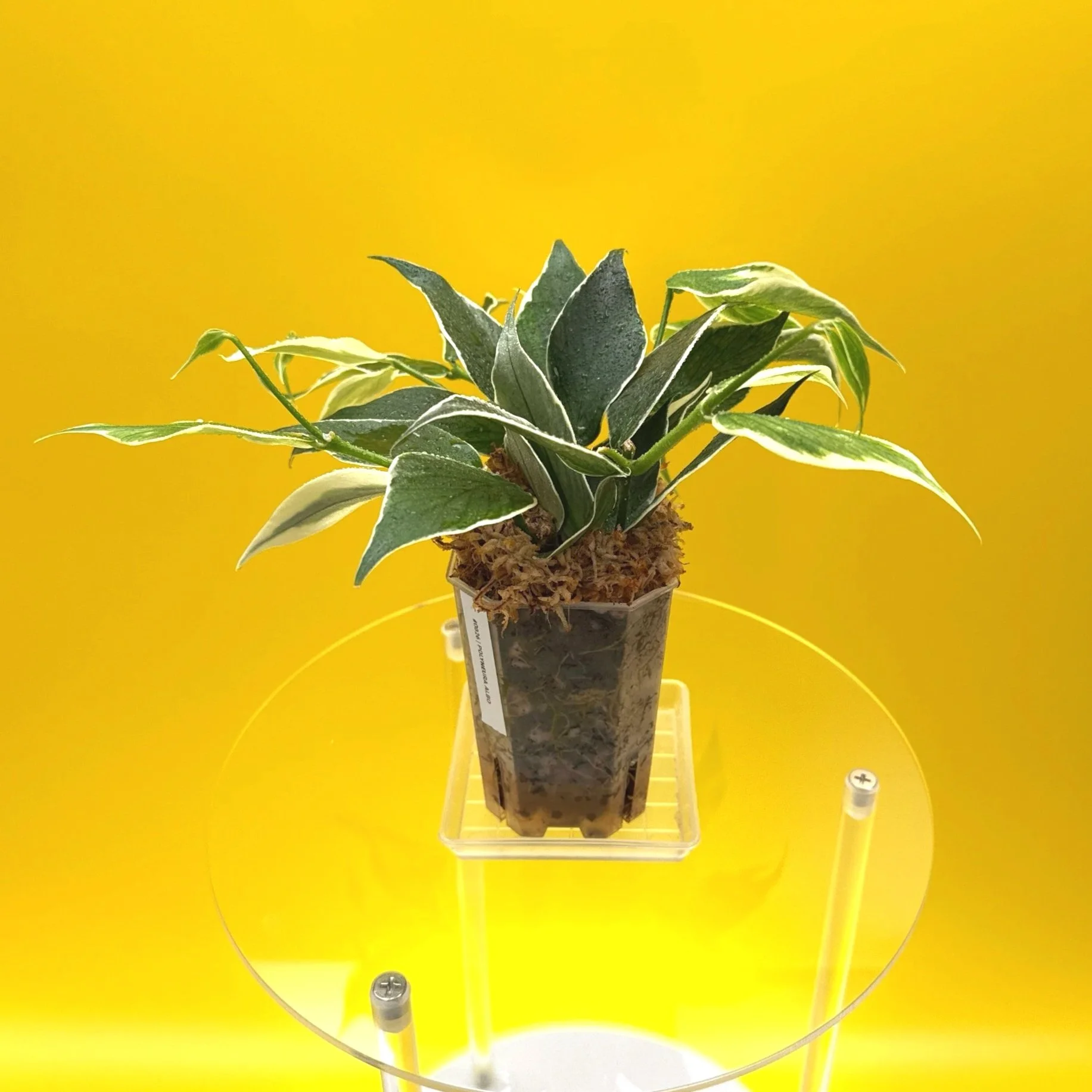 Hoya Polyneura Albomarginata | Shop Rare Hoya Houseplants in Sydney, Australia | Melty Plants E-Store, Online