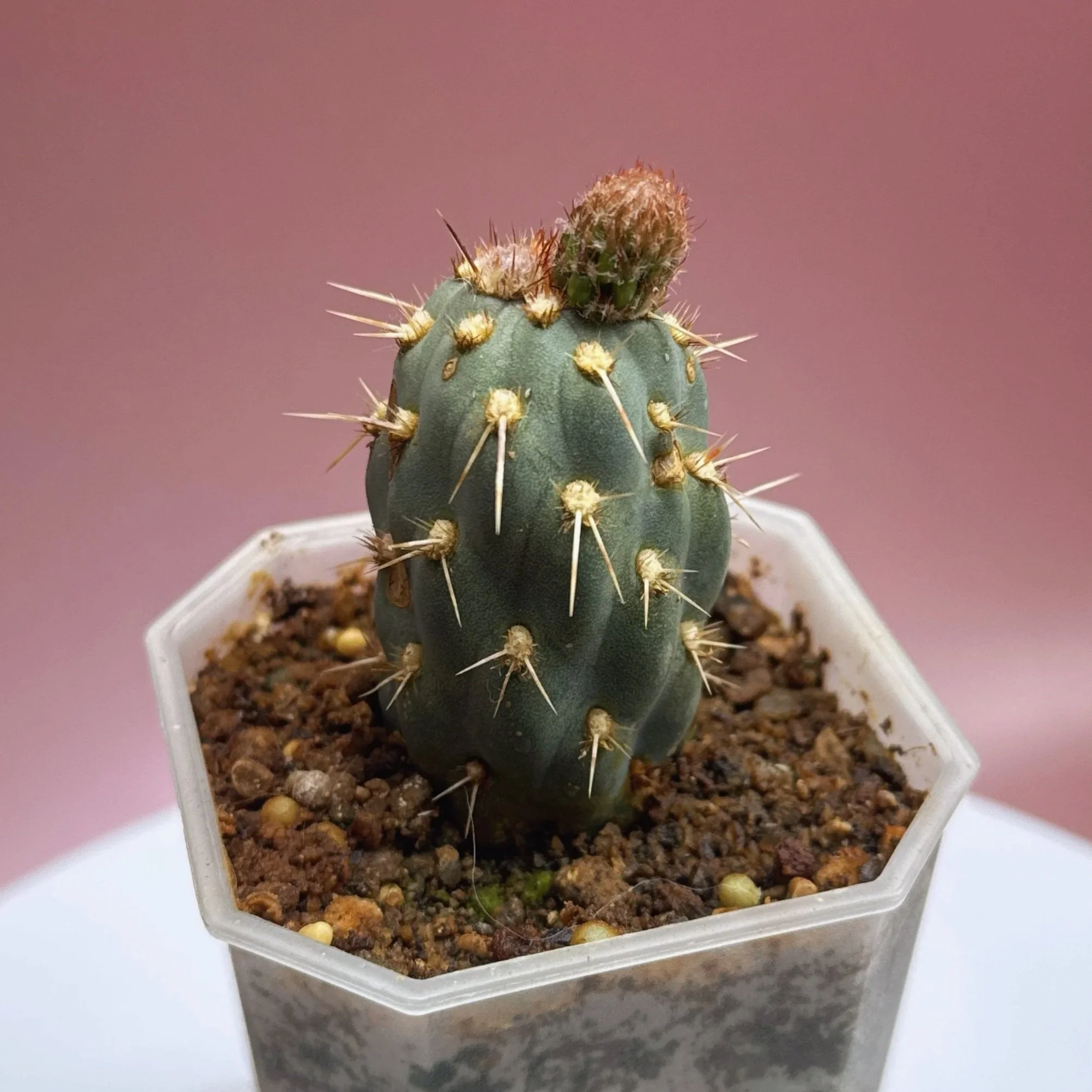 Cactus Miqueliopuntia Miquelii | Shop Rare Blue Cacti in Sydney, Australia | Melty Plants E-Store, Online
