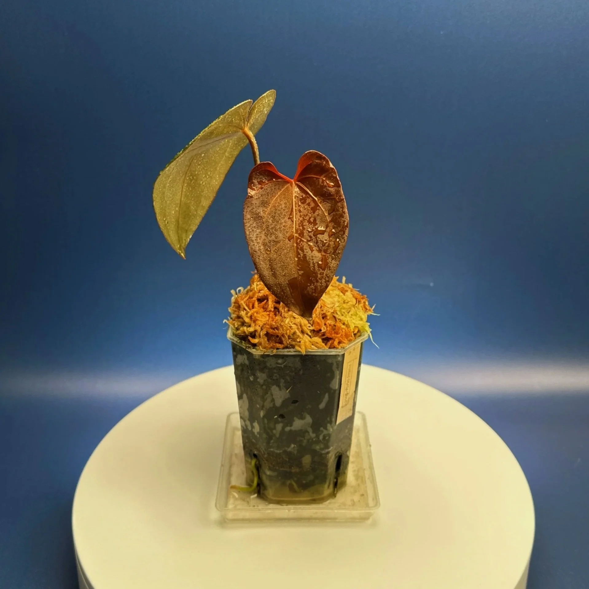 Anthurium Magnificum x Red Vein Dark Phoenix | Shop Rare Anthuriums online from Sydney, Australia | Melty Plants E-Store, Online
