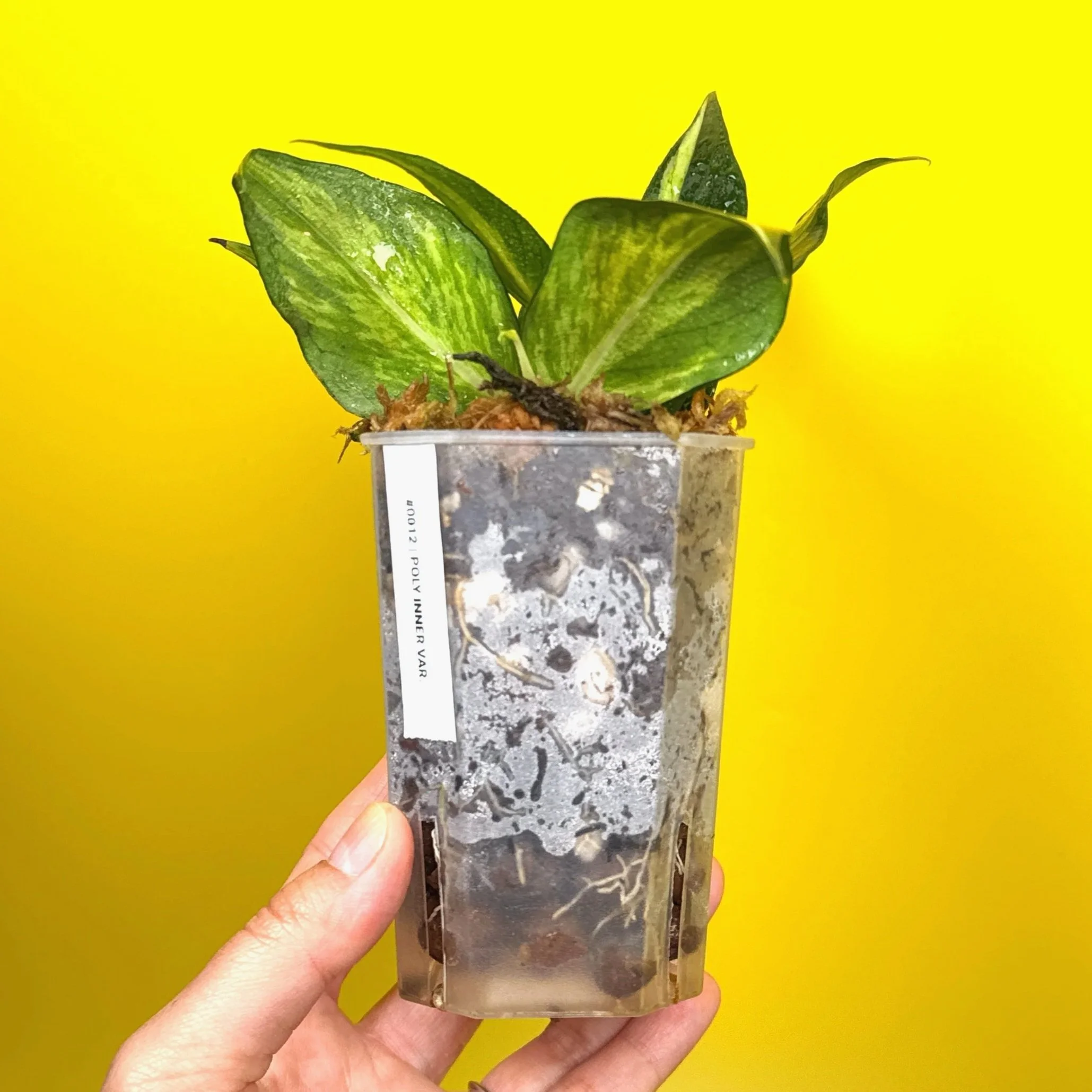 Hoya Polyneura Albomarginata Inner Variegated multi-planted in Small Square Clear Pot for sale | Shop Rare Variegated Hoya Houseplants in Sydney, Australia | Melty Plants E-Store, Online