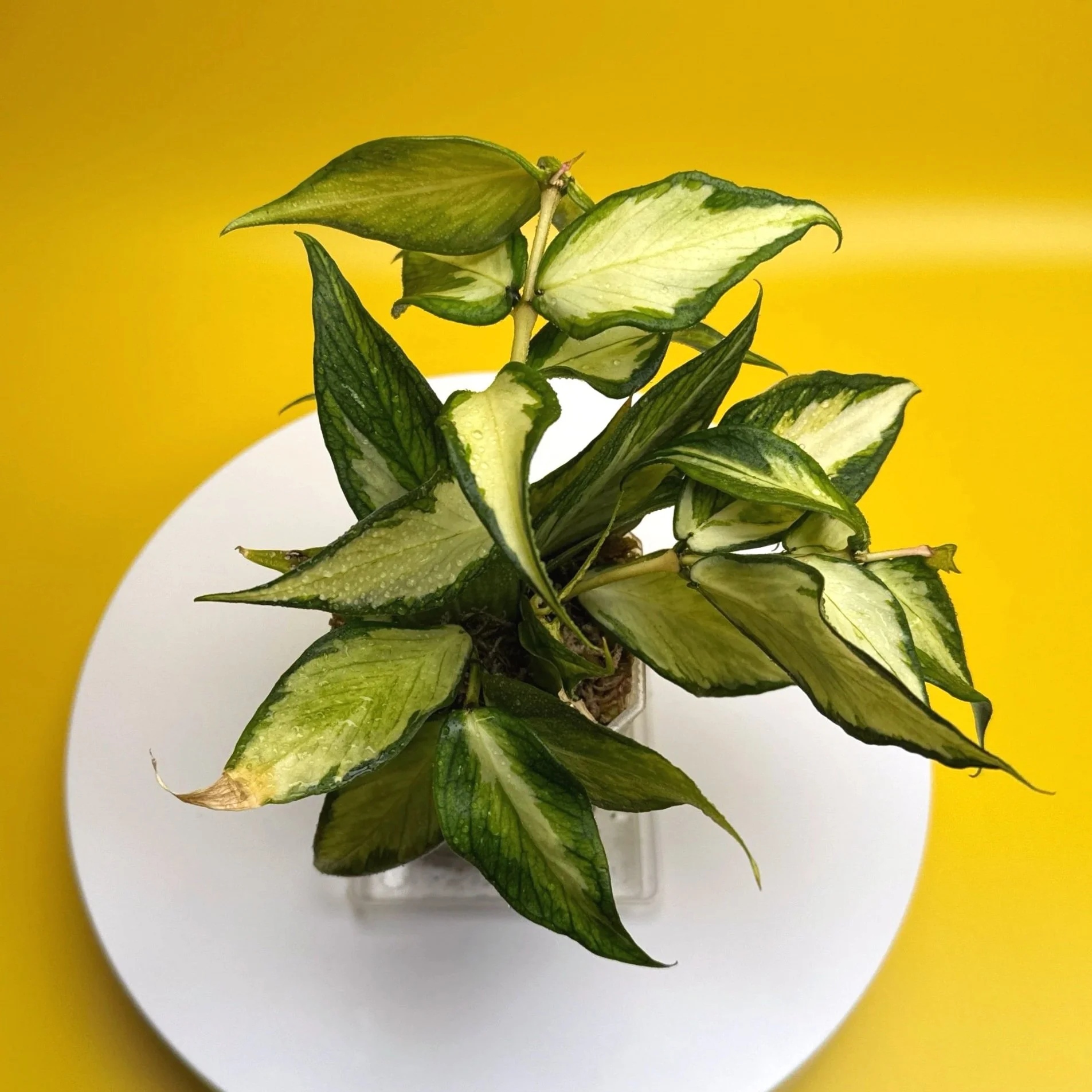 Hoya Polyneura Albomarginata Inner Variegated plant in pot