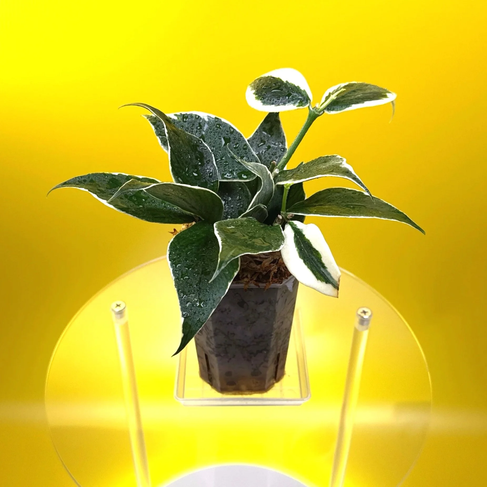 Hoya Polyneura Albomarginata | Shop Rare Hoya Houseplants in Sydney, Australia | Melty Plants E-Store, Online