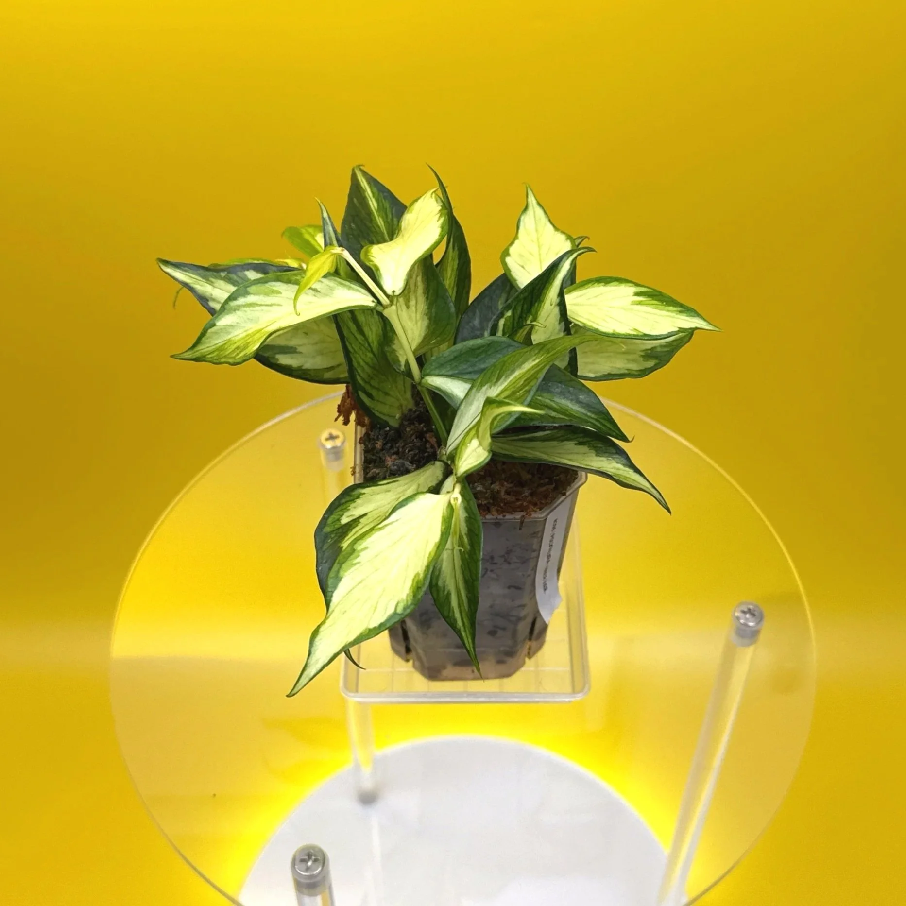 Hoya Polyneura Albomarginata Inner Variegated multi-planted in Small Square Clear Pot for sale | Shop Rare Variegated Hoya Houseplants in Sydney, Australia | Melty Plants E-Store, Online