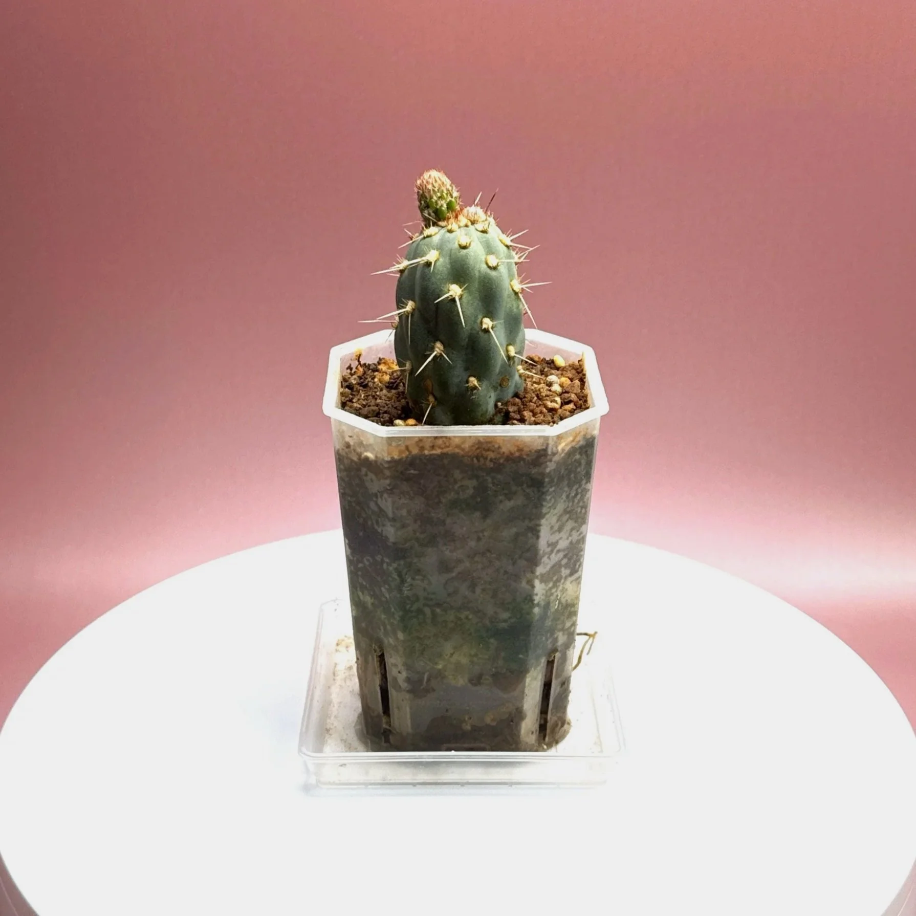 Cactus Miqueliopuntia Miquelii | Shop Rare Blue Cacti in Sydney, Australia | Melty Plants E-Store, Online