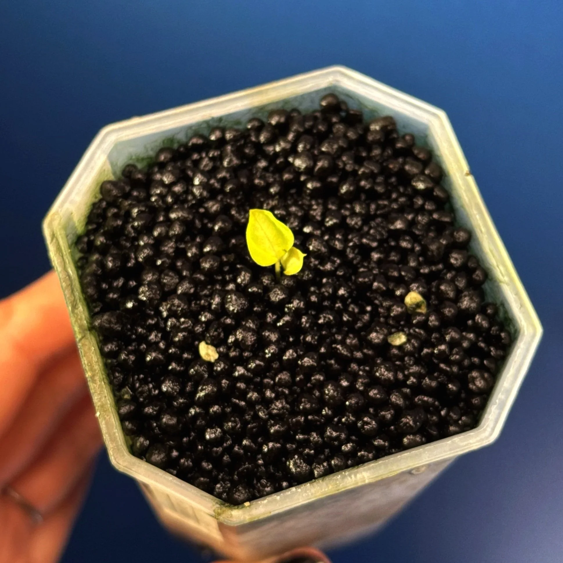 ANTHURIUM (Var. Forgetii x Papillilaminum) X (Var. Papillilaminum x Dressleri) – Variegated