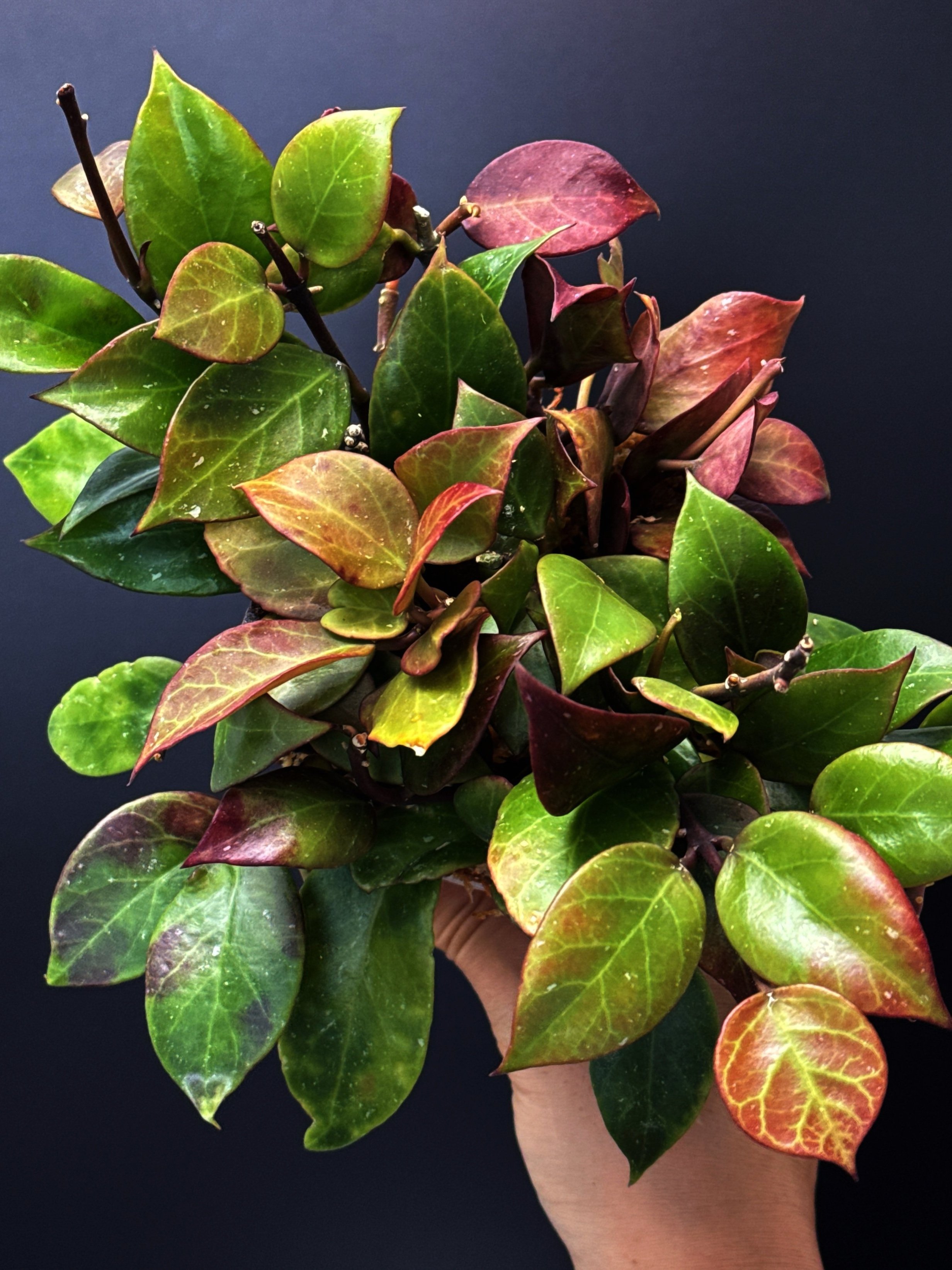 Medium Hoya Sunrise multi-planted in 100mm Clear Pot for sale | Shop Rare Hoya Houseplants in Sydney, Australia | Melty Plants E-Store, Online
