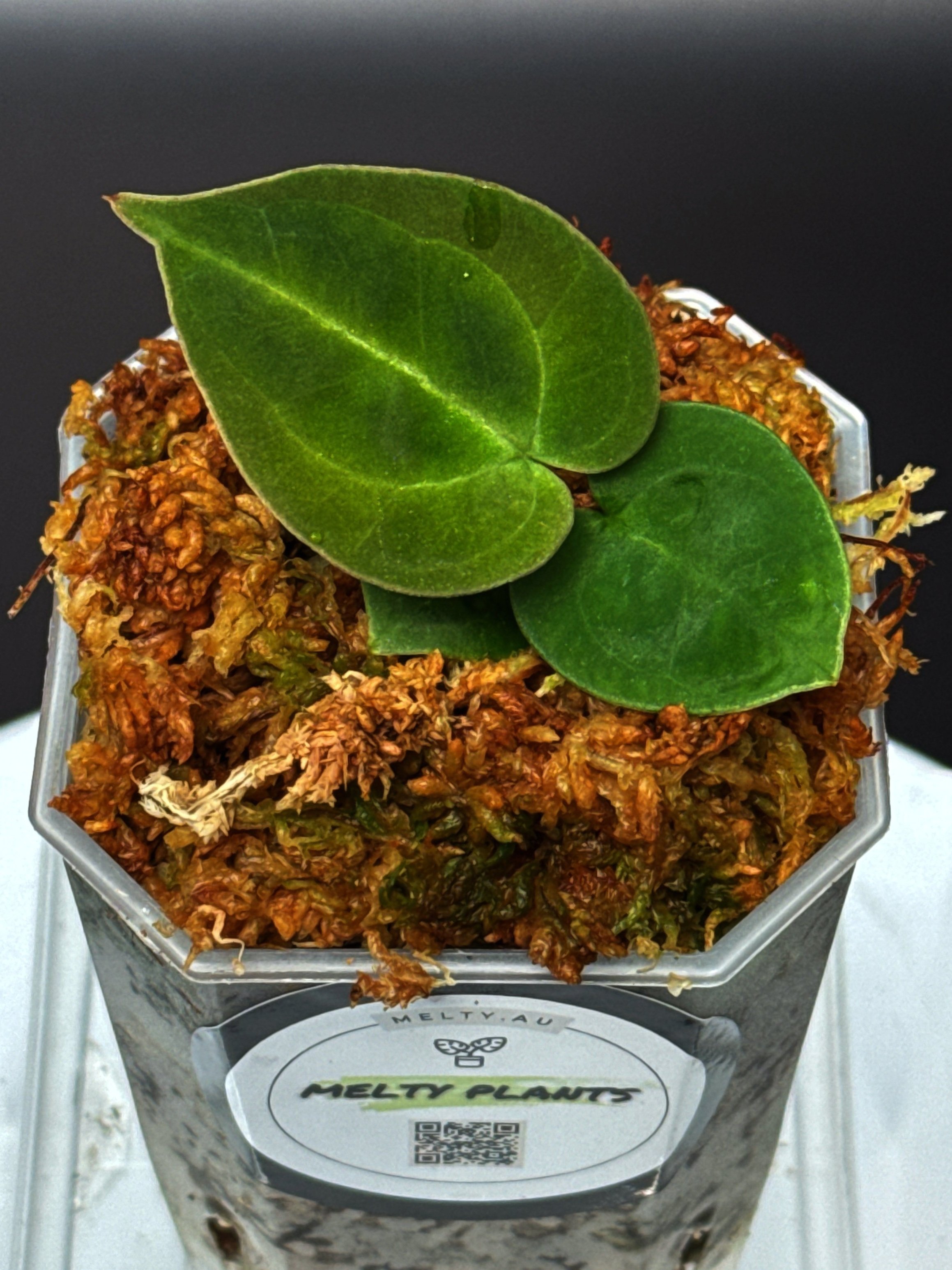 ANTHURIUM DORAS FORGETII | ANTHURIUM DORAYAKI X DARK FORGETII | SHOP RARE AUSTRALIAN ANTHURIUM HYBRID HOUSEPLANTS | MELTY PLANTS E-STORE, ONLINE
