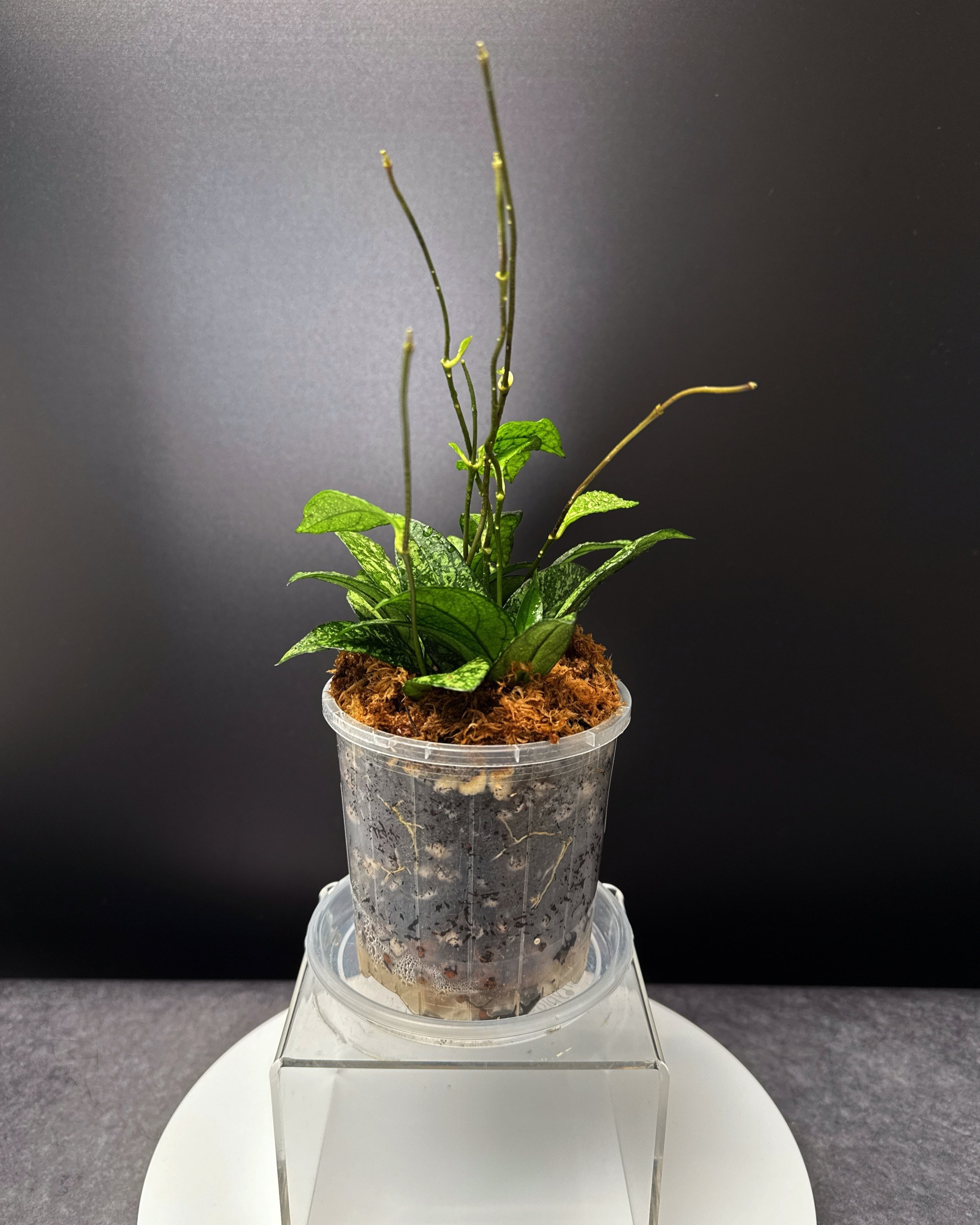 Hoya Crassipetiolata Splash multi-planted in 100mm Clear Pot for sale | Shop Rare Hoya Houseplants | Melty Plants E-Store Online | Sydney Australia