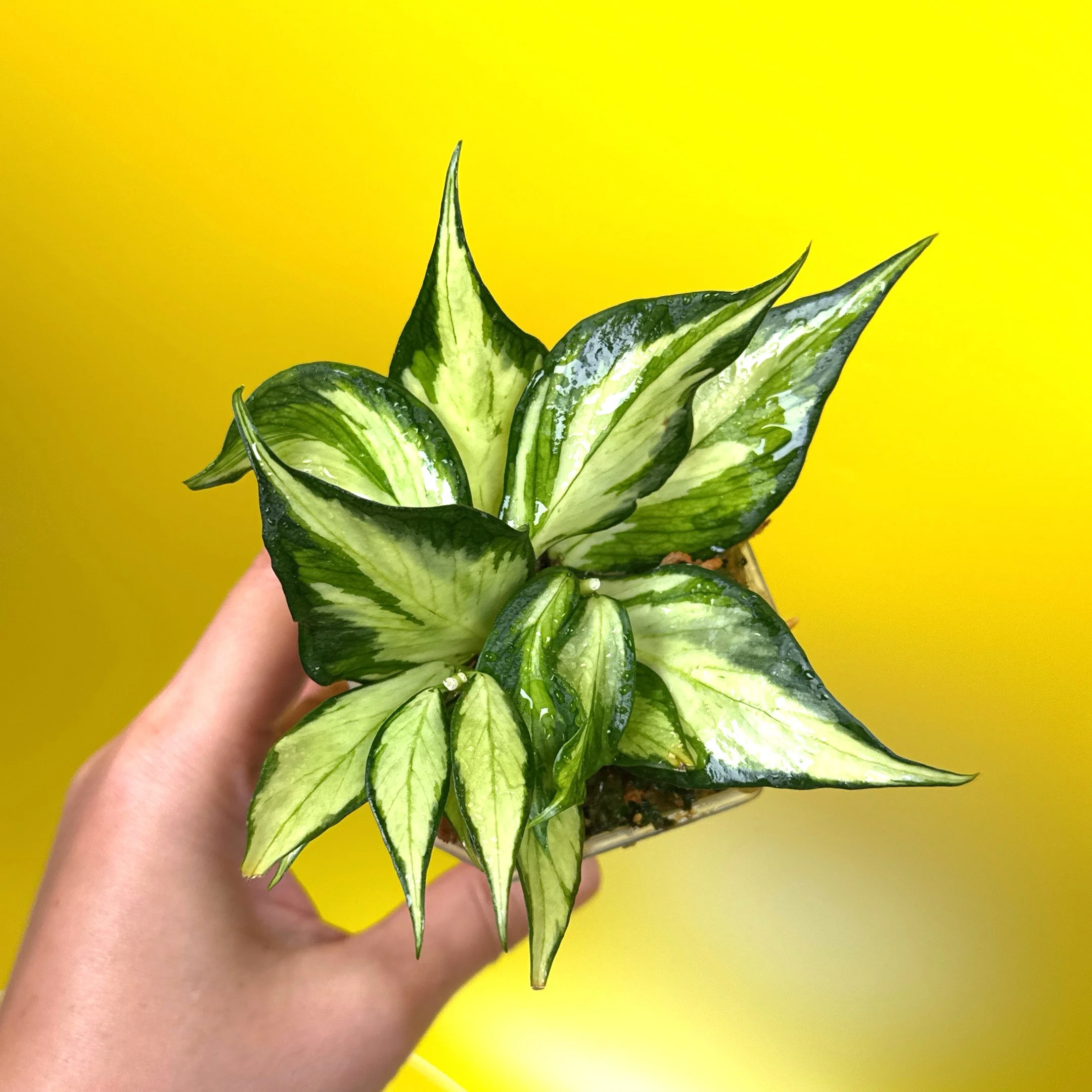 HOYA Polyneura – Inner Variegated