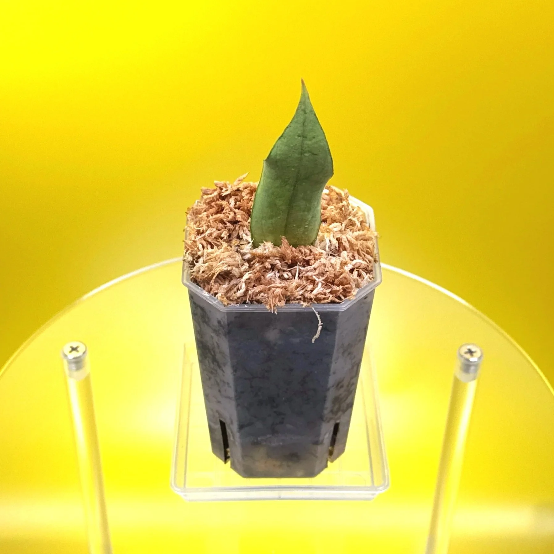 Hoya Sp. Germany Silver | Shop Rare Silver Hoya Houseplants from Sydney, Australia | Melty Plants E-Store Online