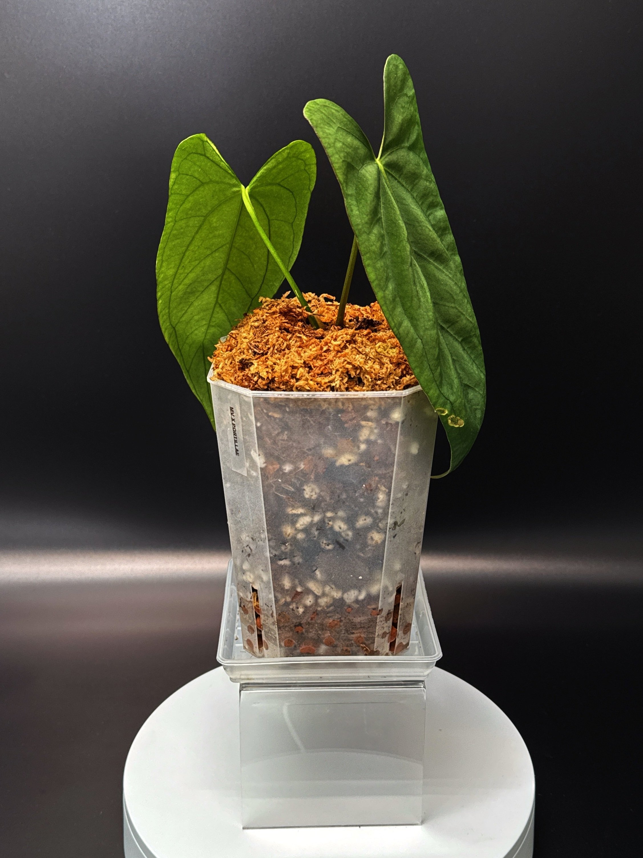 Anthurium Midnight Port: Midnight Velvet 'Hurricane' x Indonesian Portillae) | Shop Rare Anthurium Houseplants in Sydney, Australia | Melty Plants E-Store, Online