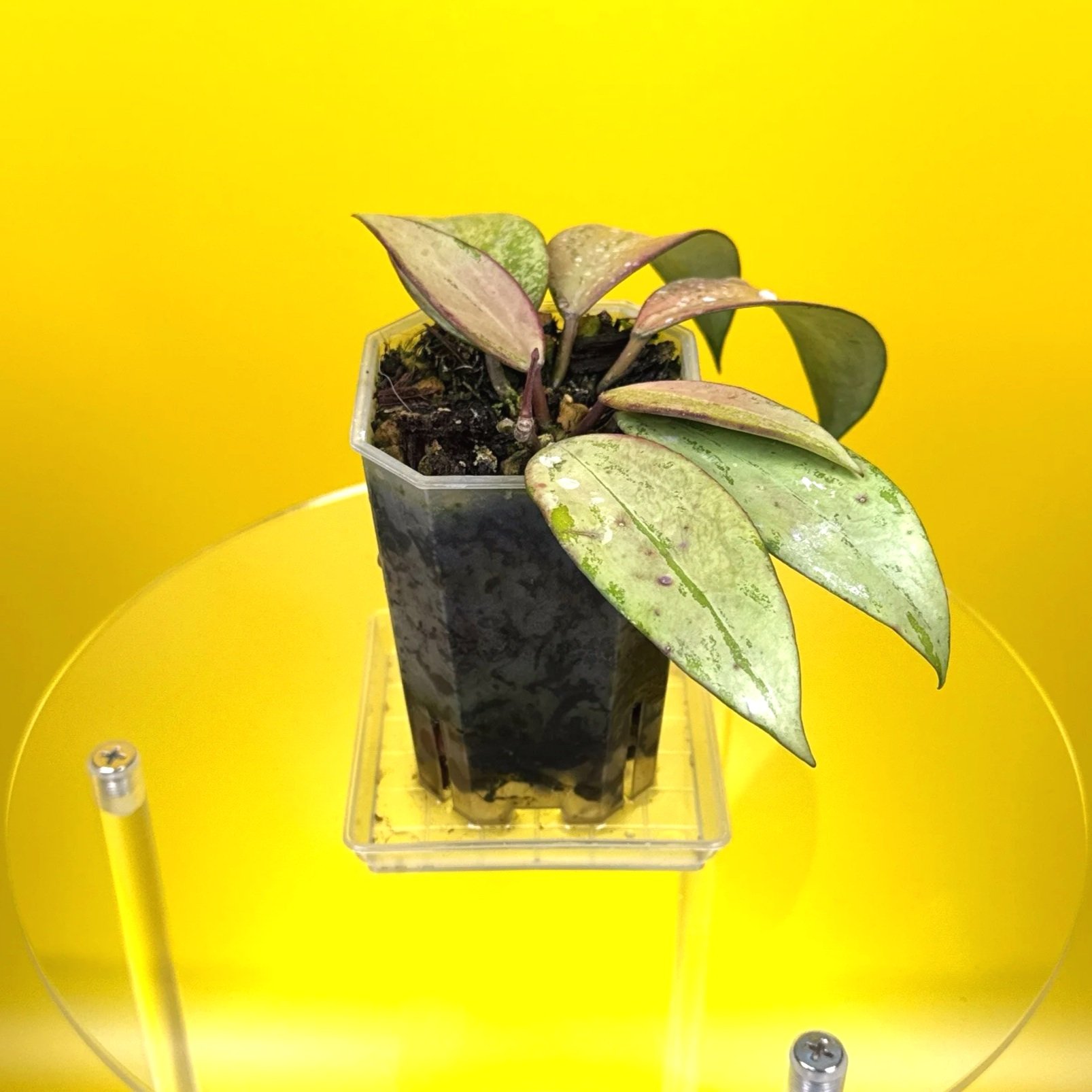 Hoya Snow Cui Silver multi-planted in a small square clear pot | Shop Rare Silver Hoya Houseplants | Melty Plants Australia