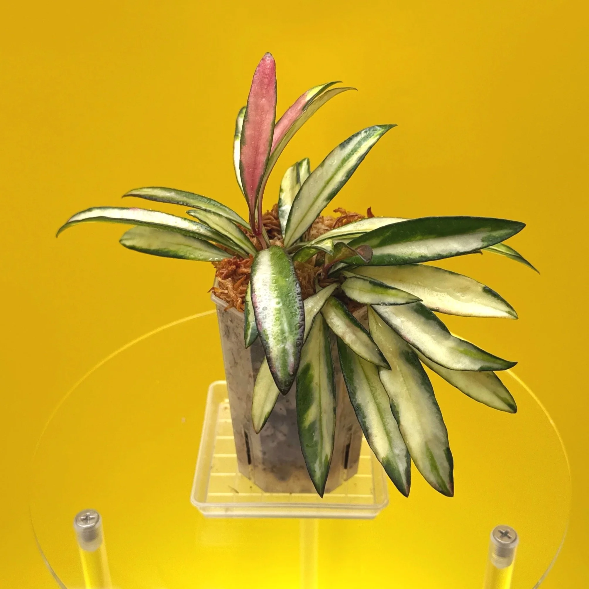 Hoya Wayetii Variegated | Shop Rare Hoya Houseplants in Sydney, Australia | Melty Plants E-Store, Online