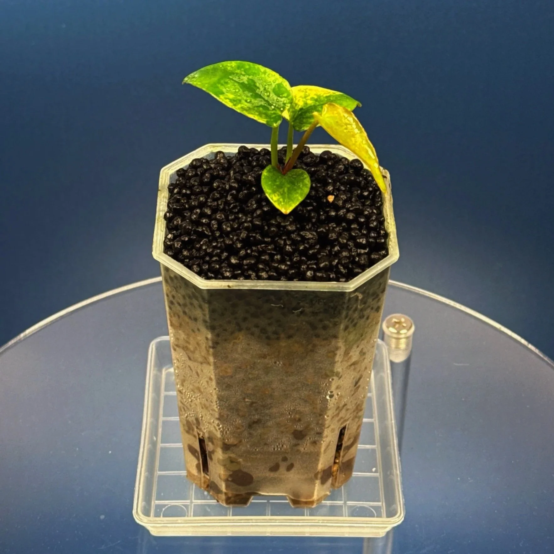 Anthurium (Var. Forgetii x Dark Pap) x Aus Black Cherry Red – Variegated | Shop Ultra Rare Variegated Anthuriums online from Sydney, Australia | Melty Plants E-Store, Online