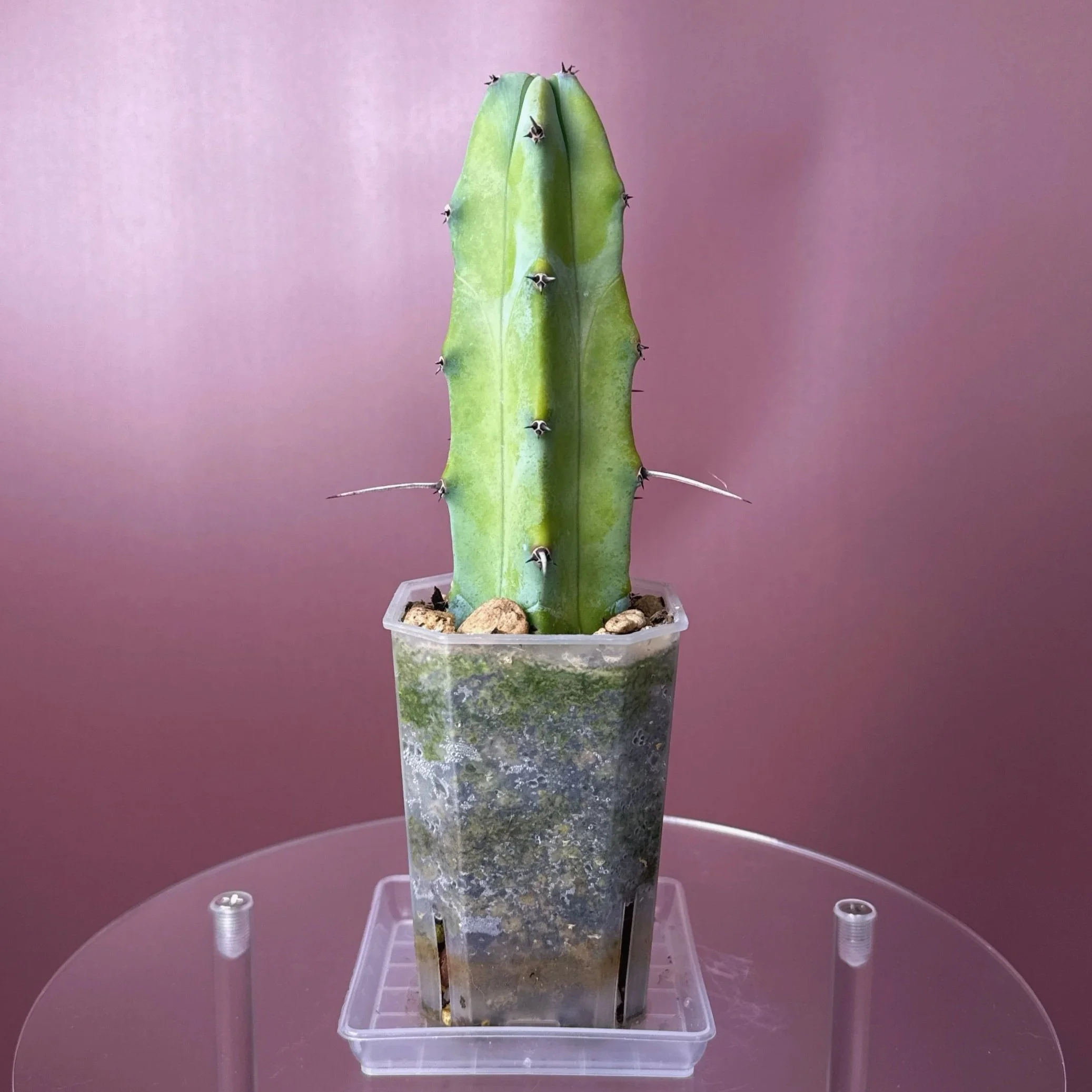 Cactus Myrtillocactus Geometrizans 'Blue Candle' | Shop rare Blue Cacti in Sydney, Australia | Melty Plants E-Store, Online