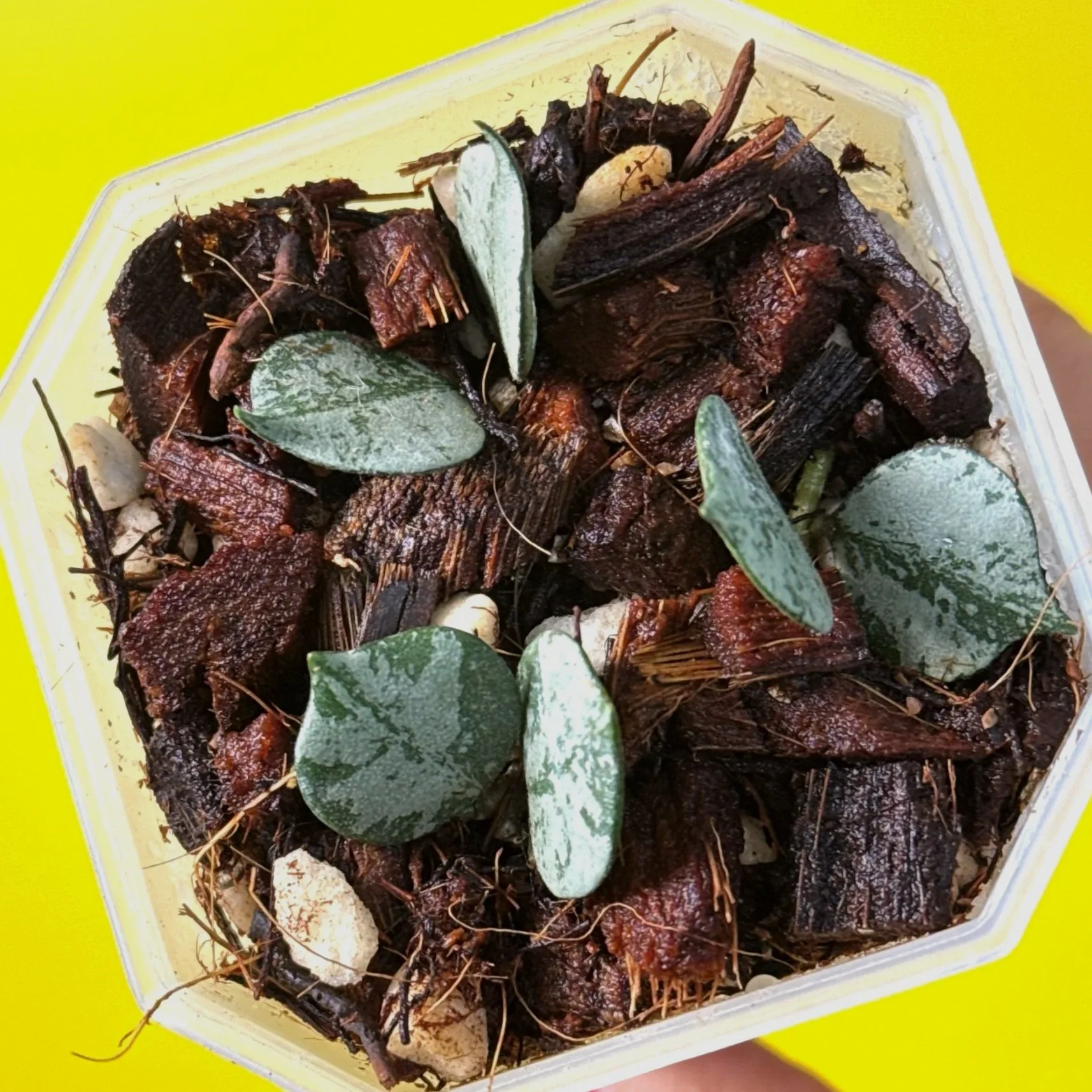 Hoya Curtisii Silver multi-planted in a Small Square Clear Pot for sale | Shop Rare Silver Hoya Plants Houseplants in Sydney, Australia | Melty Plants E-Store, Online