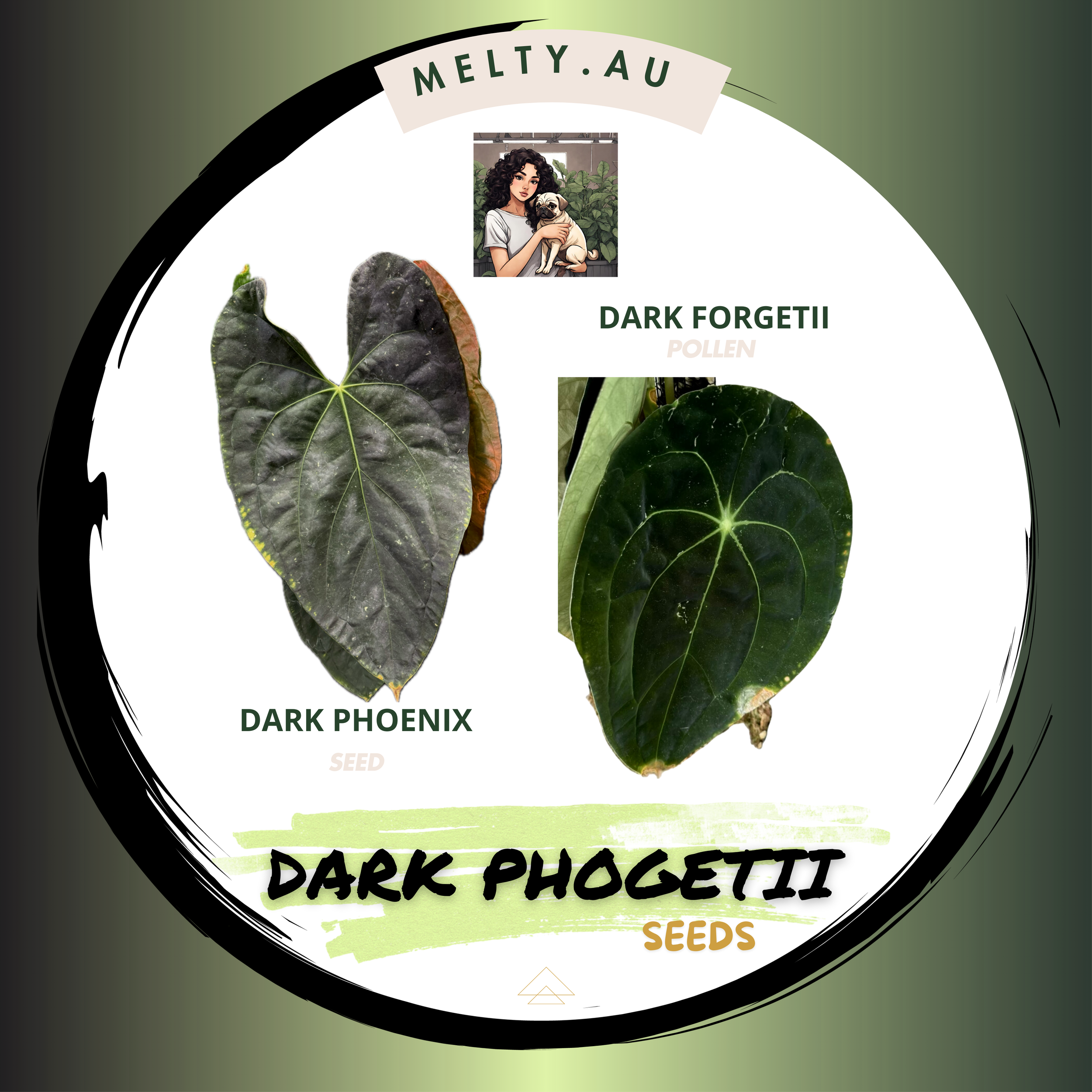 DARK PHOGETII | ANTHURIUM SEEDS