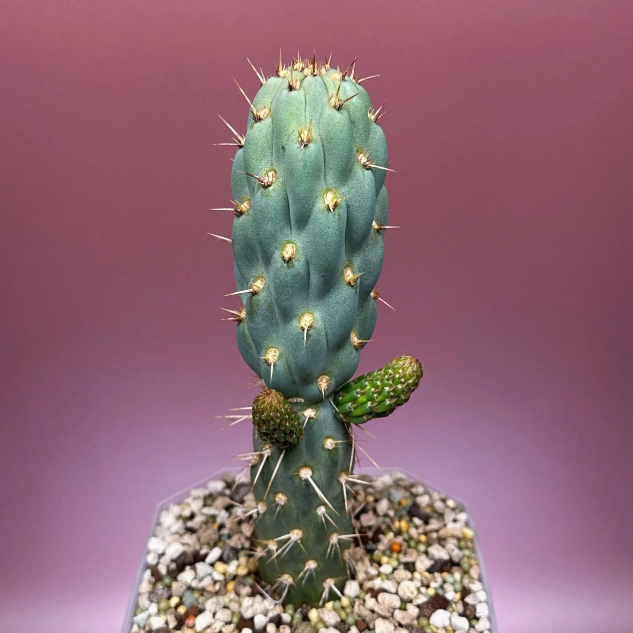 CACTUS Miqueliopuntia Miquelii