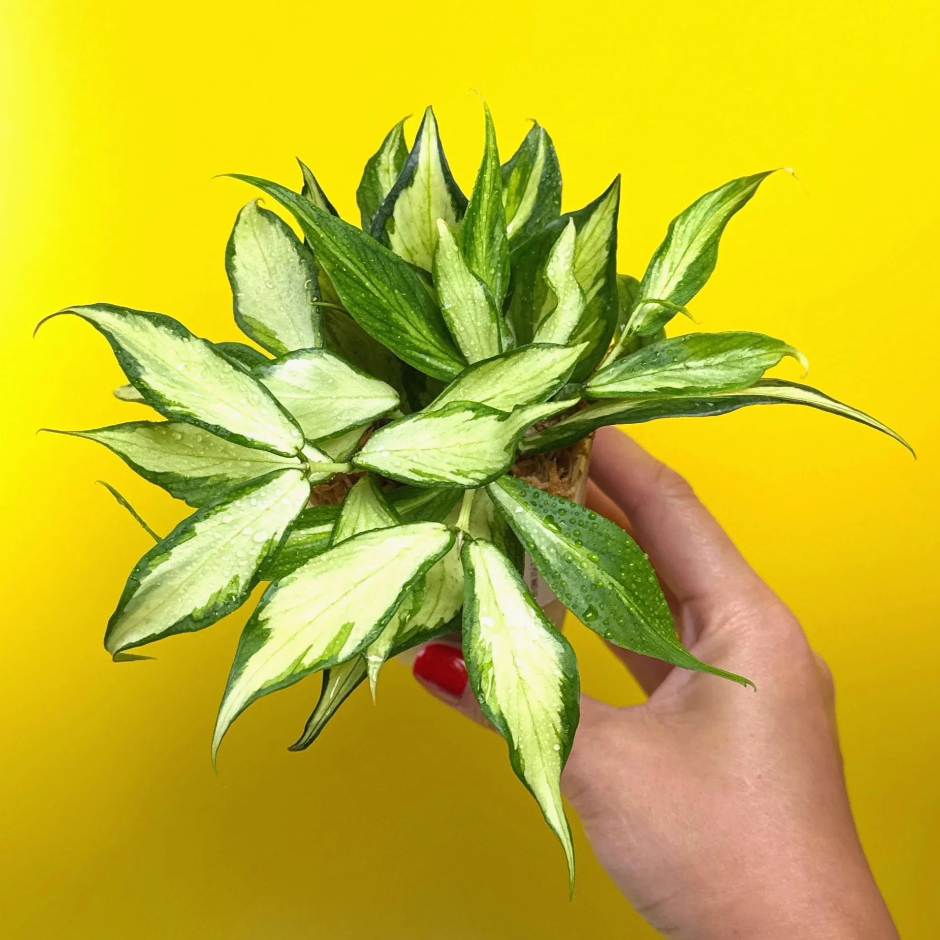 Hoya Polyneura Albomarginata Inner Variegated multi-planted in Small Square Clear Pot for sale | Shop Rare Variegated Hoya Houseplants in Sydney, Australia | Melty Plants E-Store, Online