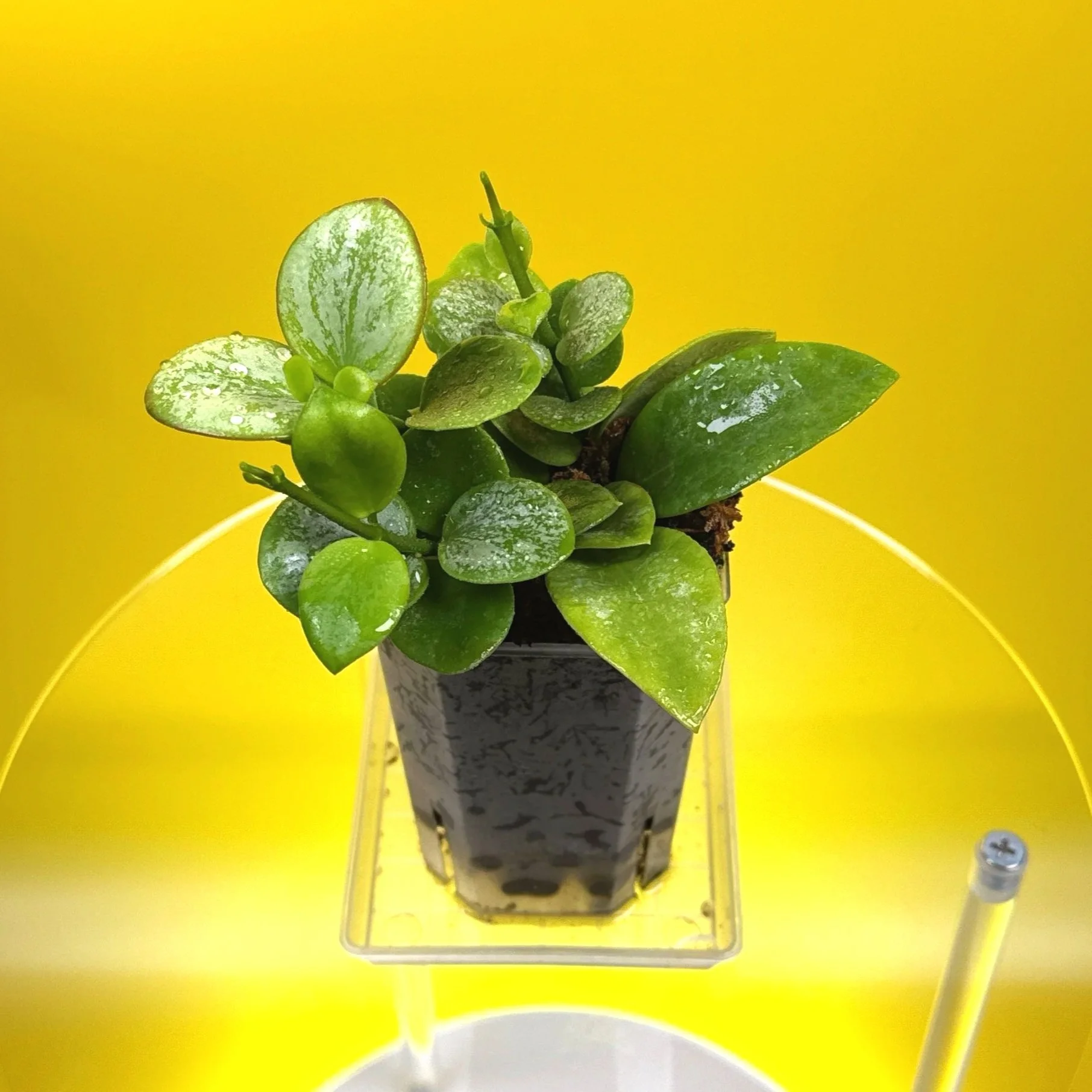 Hoya Collina in a small clear square pot for sale | Shop Rare Hoya Plants in Sydney, Australia | Melty Plants E-Store, Online