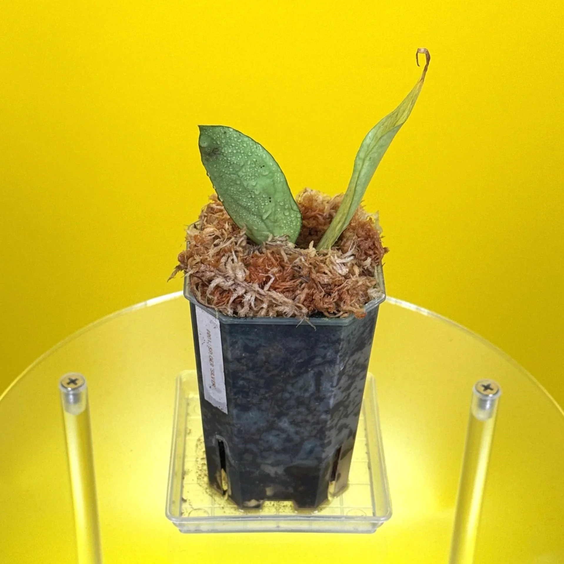 Hoya Sp. Germany Silver for sale in a small clear square pot in Sydney Australia