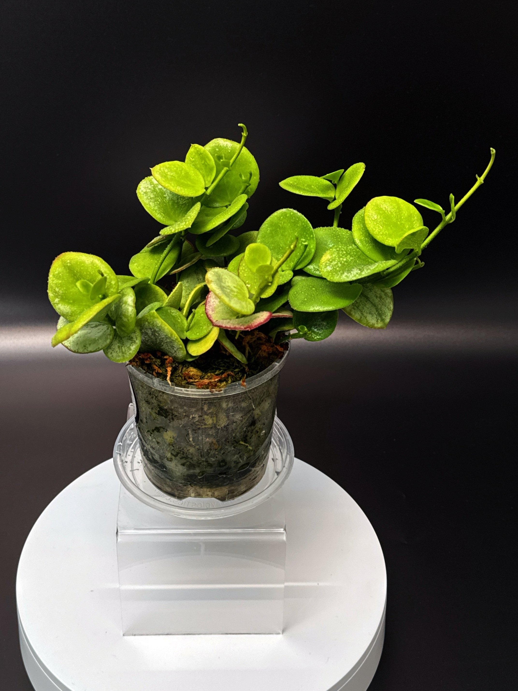 Hoya Collina in 100mm Clear Pot for sale | Shop Rare Hoya Plants in Sydney, Australia | Melty Plants E-Store, Online