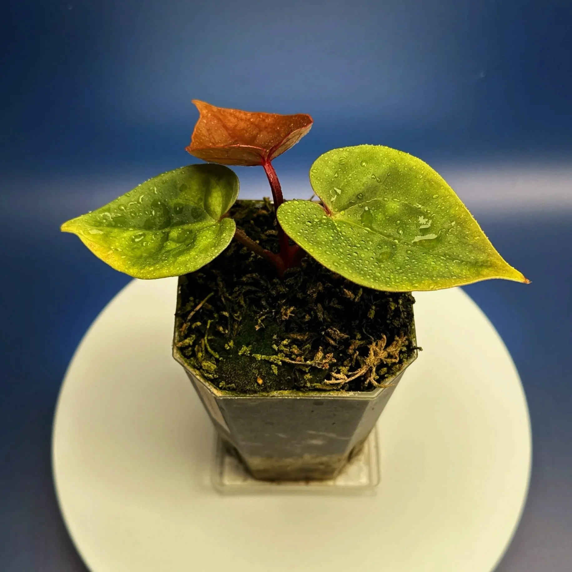ANTHURIUM Reverse 'Bubble Butt' (Luxurians x Bloodmoon)