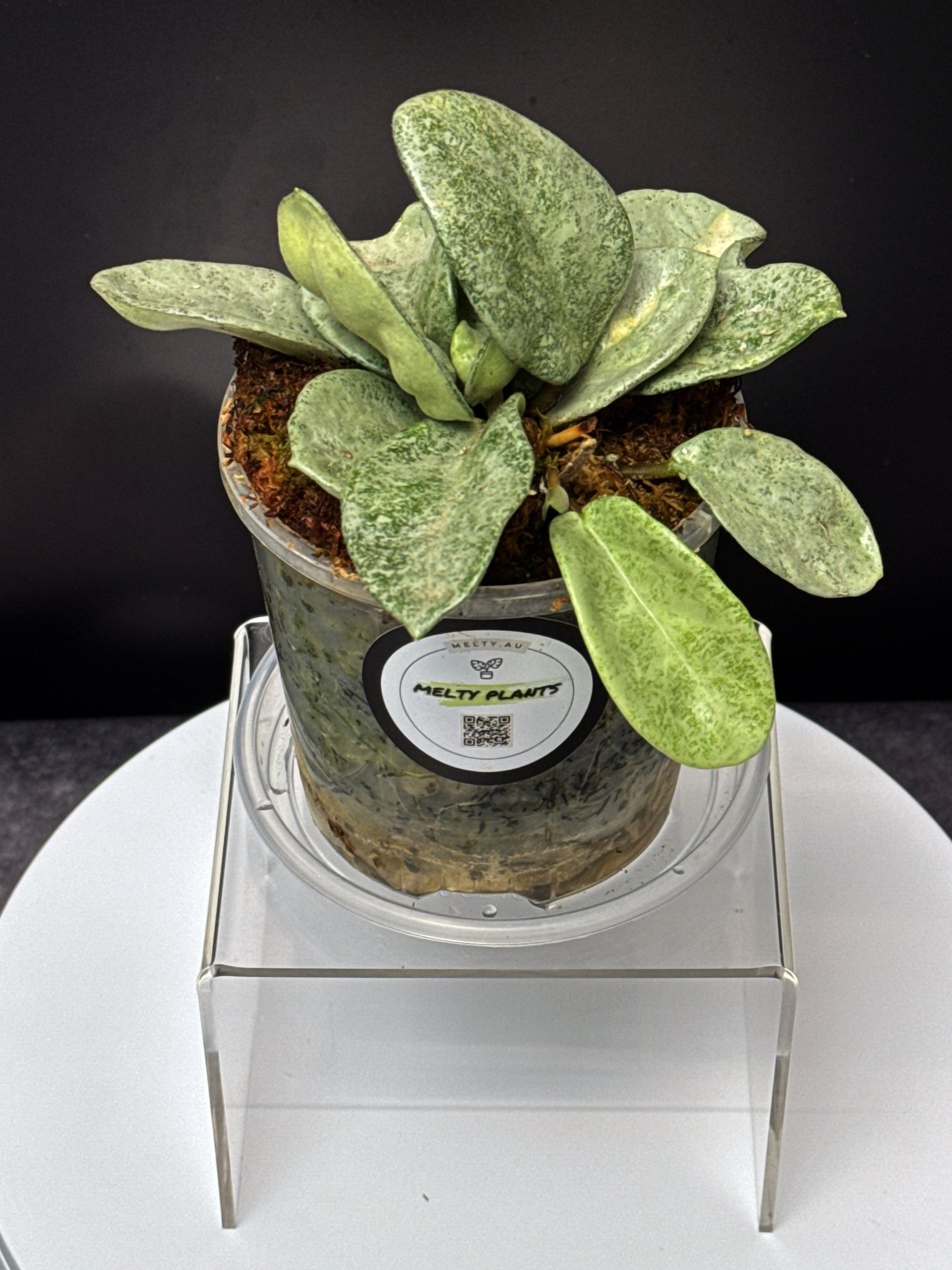 Hoya Carnosa Nova Ghost multi-planted in 100mm Clear Pot for sale | Shop Rare Hoya Houseplants in Sydney, Australia | Melty Plants E-Store, Online