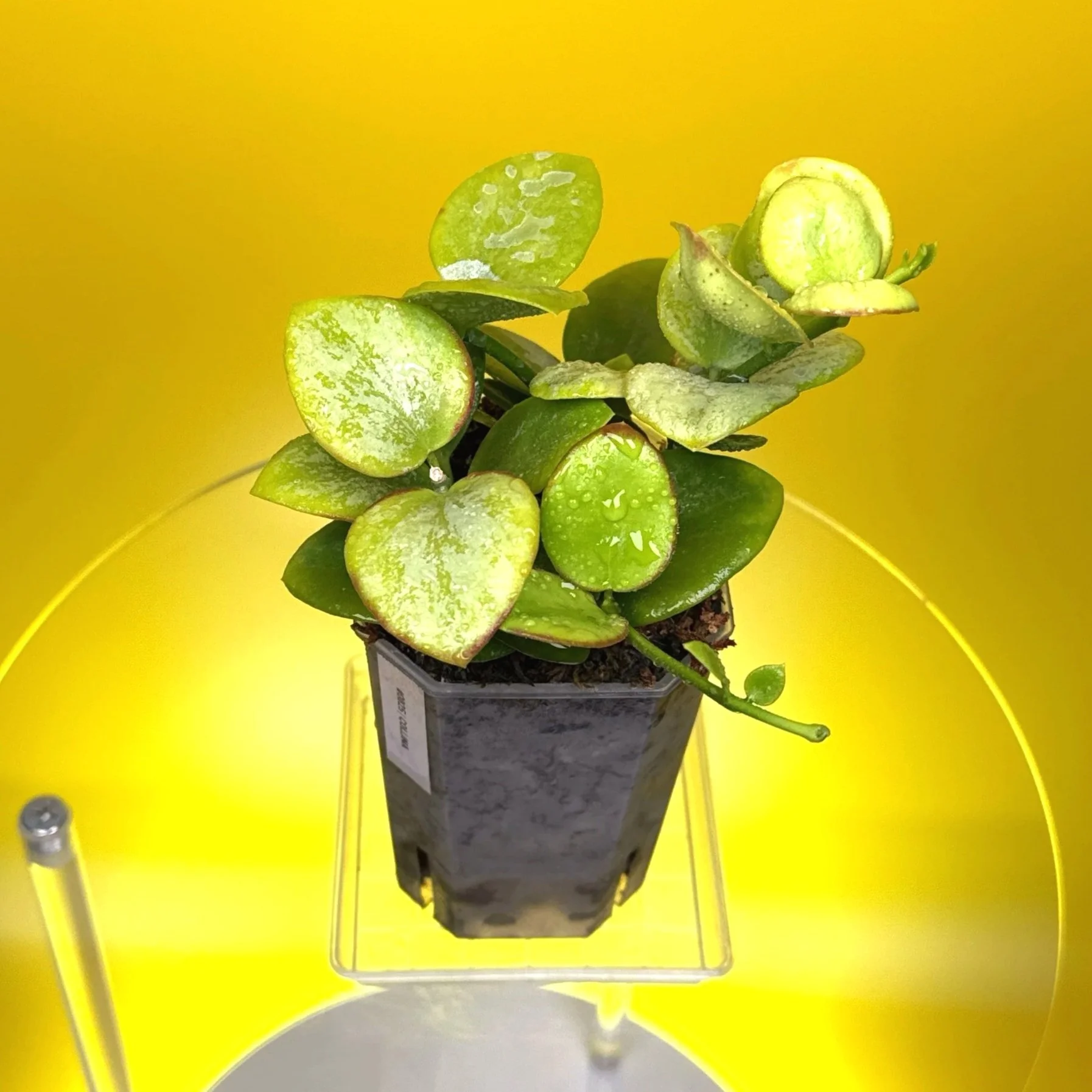 Hoya Collina in a small clear square pot for sale | Shop Rare Hoya Plants in Sydney, Australia | Melty Plants E-Store, Online