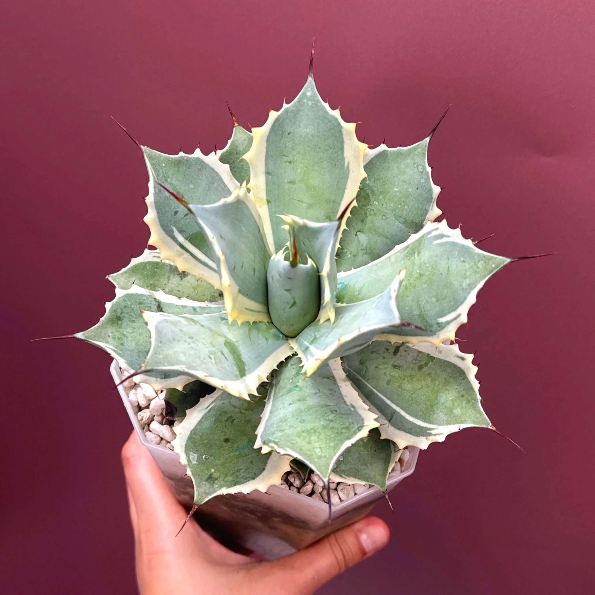 AGAVE Potatorum 'EyeScream'