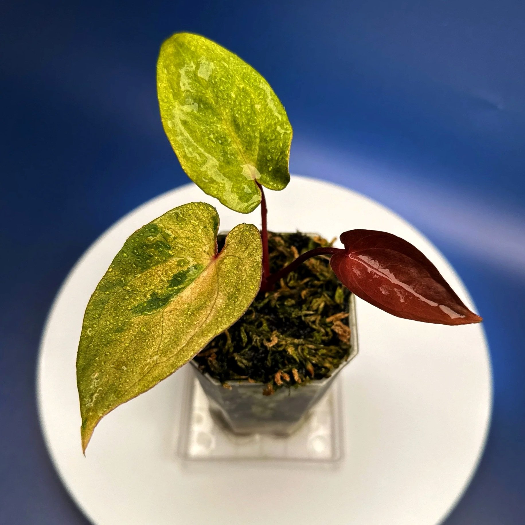 ANTHURIUM Reverse Black Cherry x Red Vein Dark Phoenix Mint Variegated | Rare Collector Plant Specialists | Melty Plants Australia