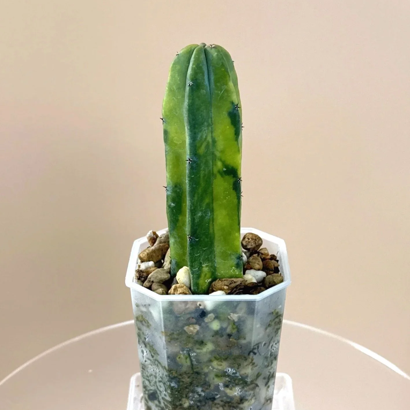 SHOP ALL COLLECTOR CACTI