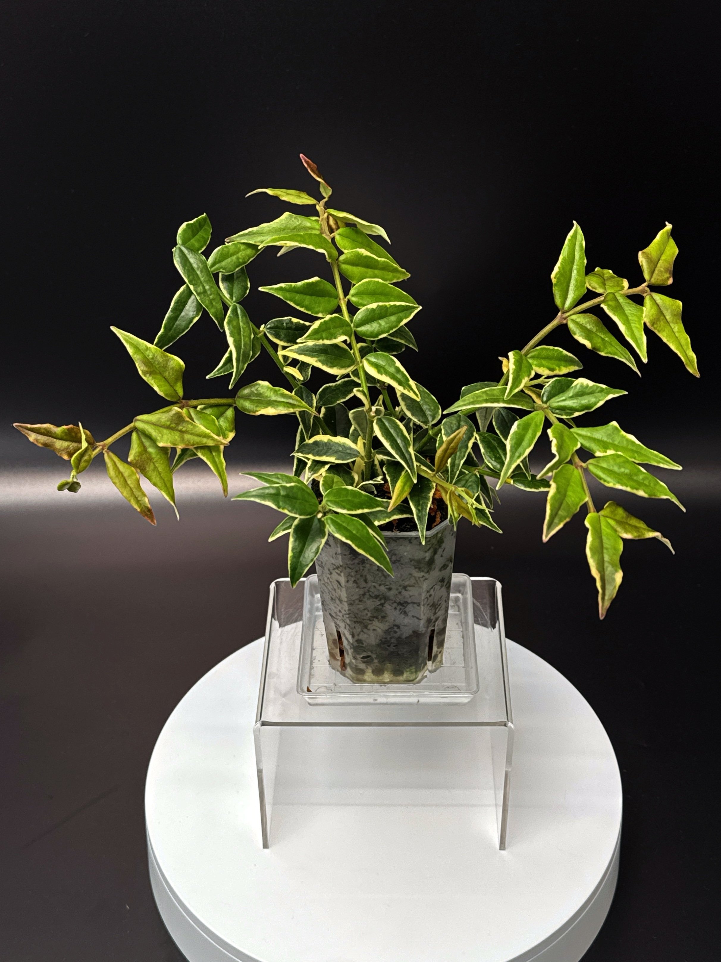 Hoya Bella Albomarginata in a Small Square, Clear Pot for sale | Shop Rare Hoya Houseplants in Sydney, Australia | Melty Plants E-Store Online