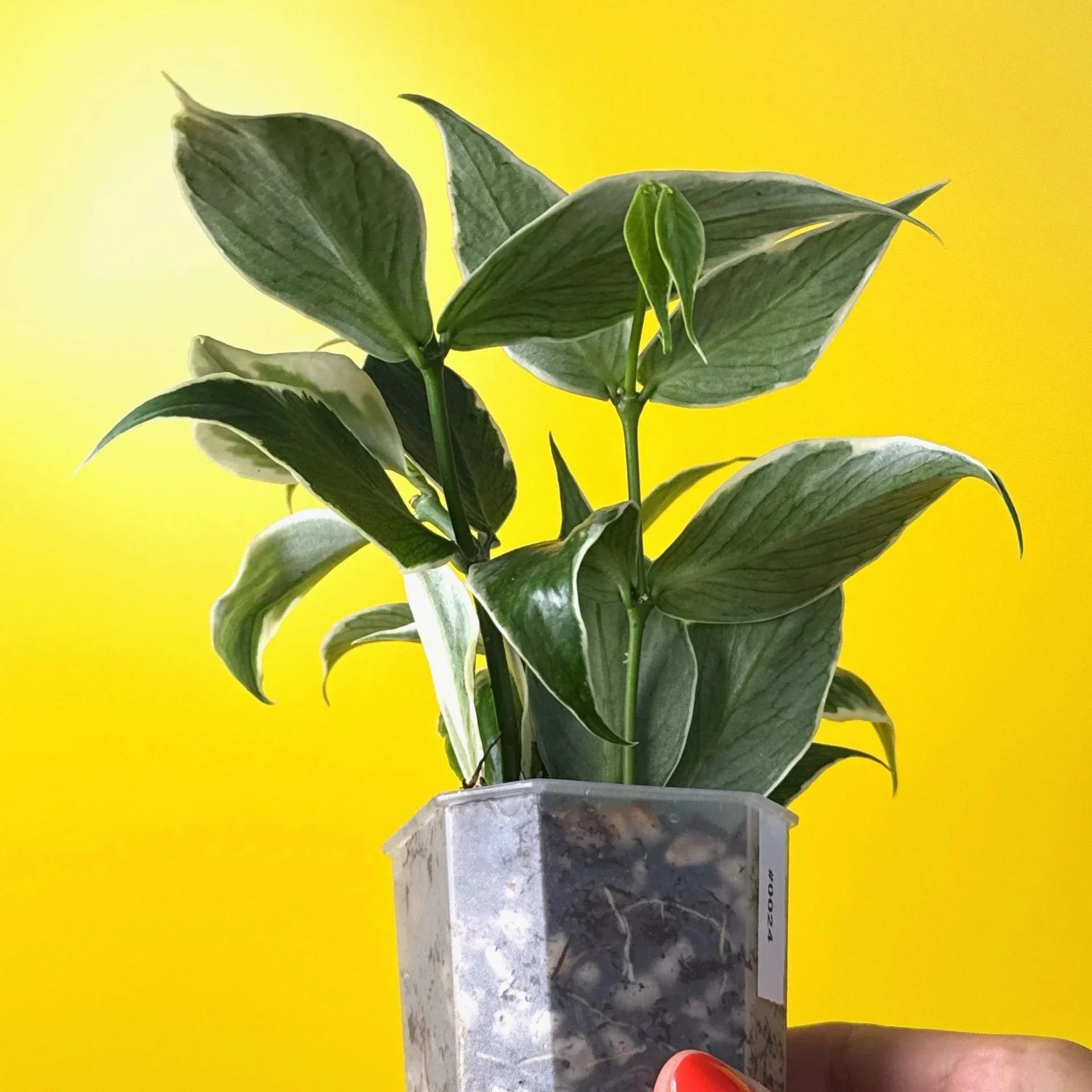 Hoya Polyneura Albomarginata | Shop Rare Hoya Houseplants in Sydney, Australia | Melty Plants E-Store, Online