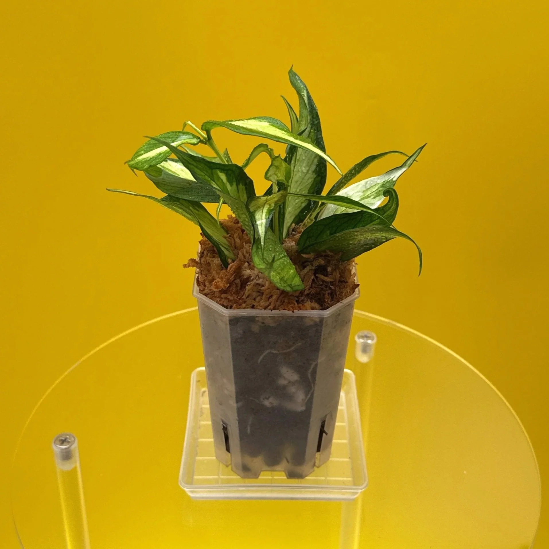 Hoya Polyneura Albomarginata Inner Variegated multi-planted in Small Square Clear Pot for sale | Shop Rare Variegated Hoya Houseplants in Sydney, Australia | Melty Plants E-Store, Online