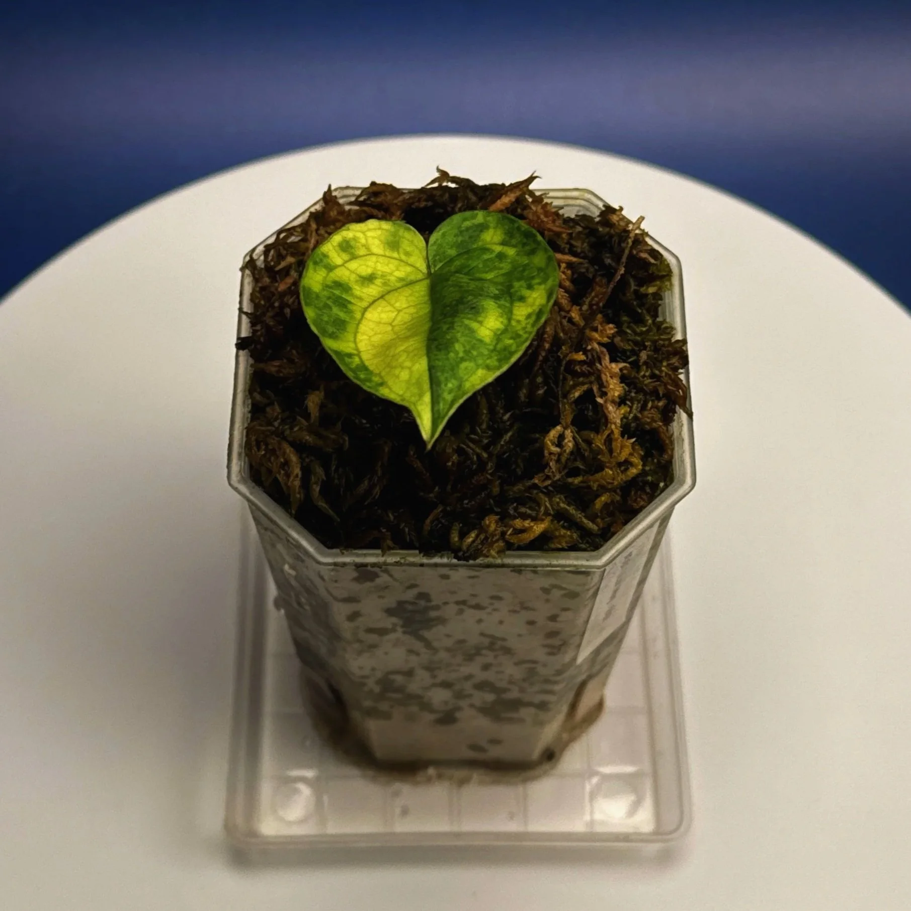 Anthurium 'Lux.Mag' Var. Magnificum x Luxurians –Variegated | Shop Ultra Rare Variegated Anthuriums online from Sydney, Australia | Melty Plants E-Store, Online