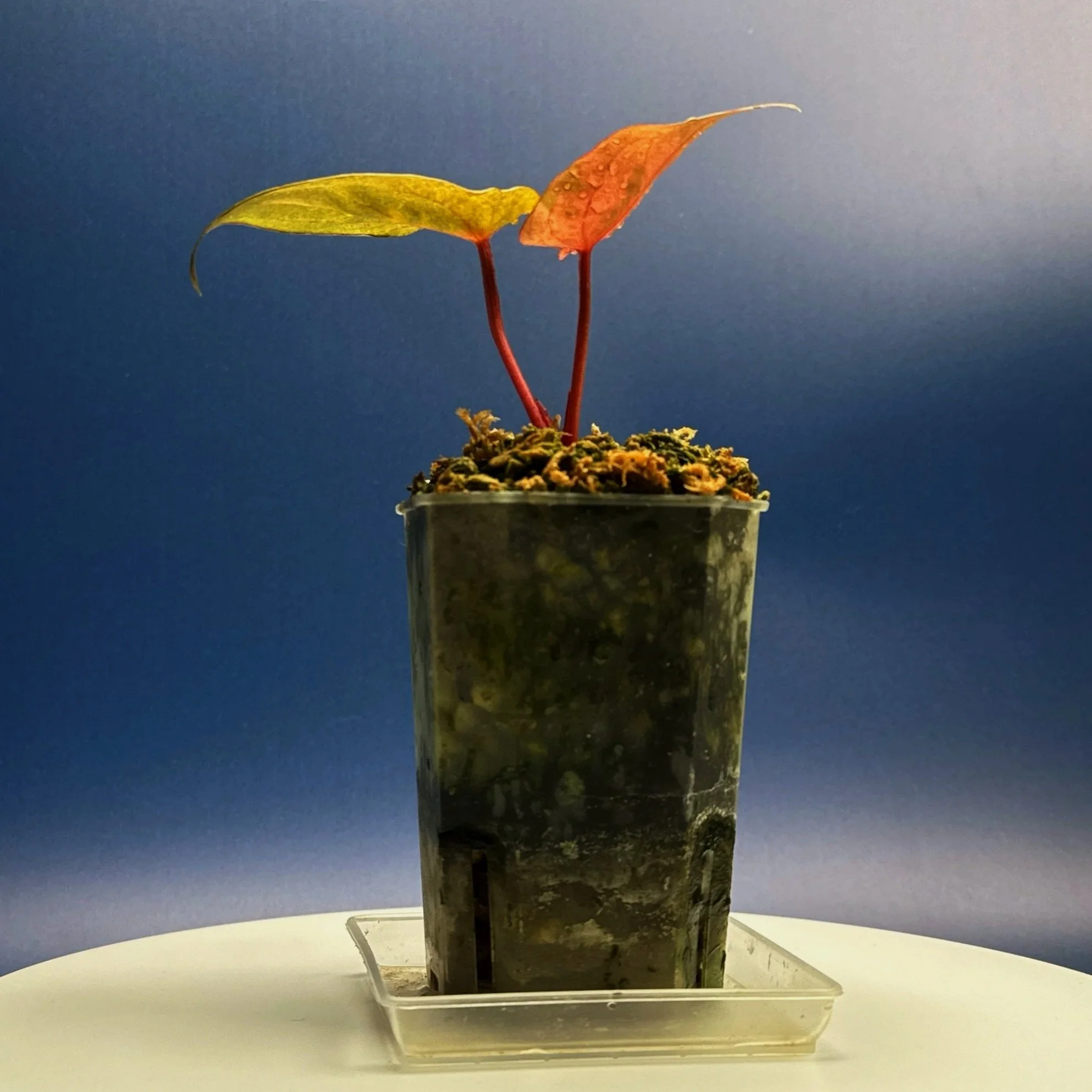 Anthurium Reverse Black Cherry X Red Vein Dark Phoenix Mint Variegated | Shop Ultra Rare Variegated Anthuriums online from Sydney, Australia | Melty Plants E-Store, Online