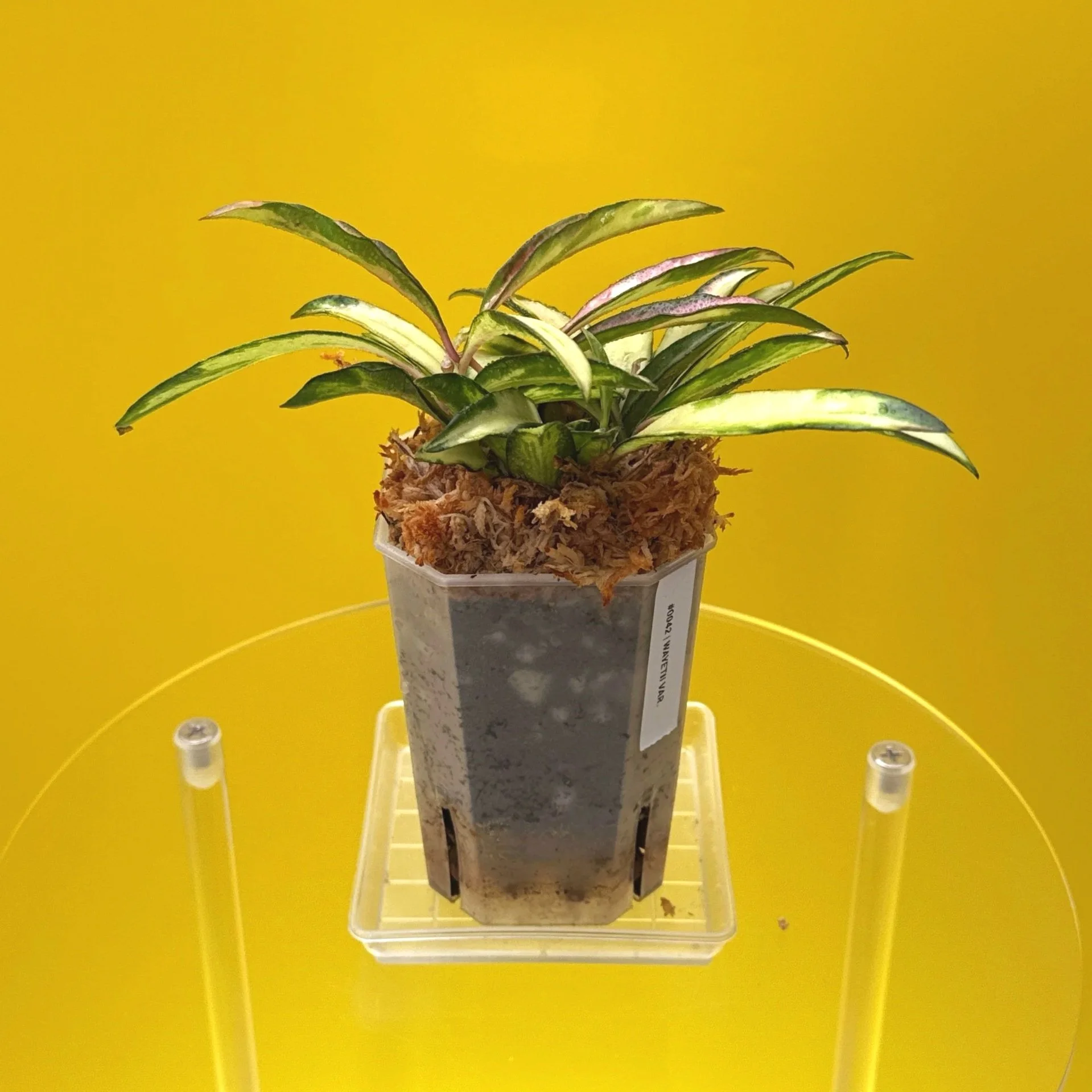 Hoya Wayetii Variegated | Shop Rare Hoya Houseplants in Sydney, Australia | Melty Plants E-Store, Online