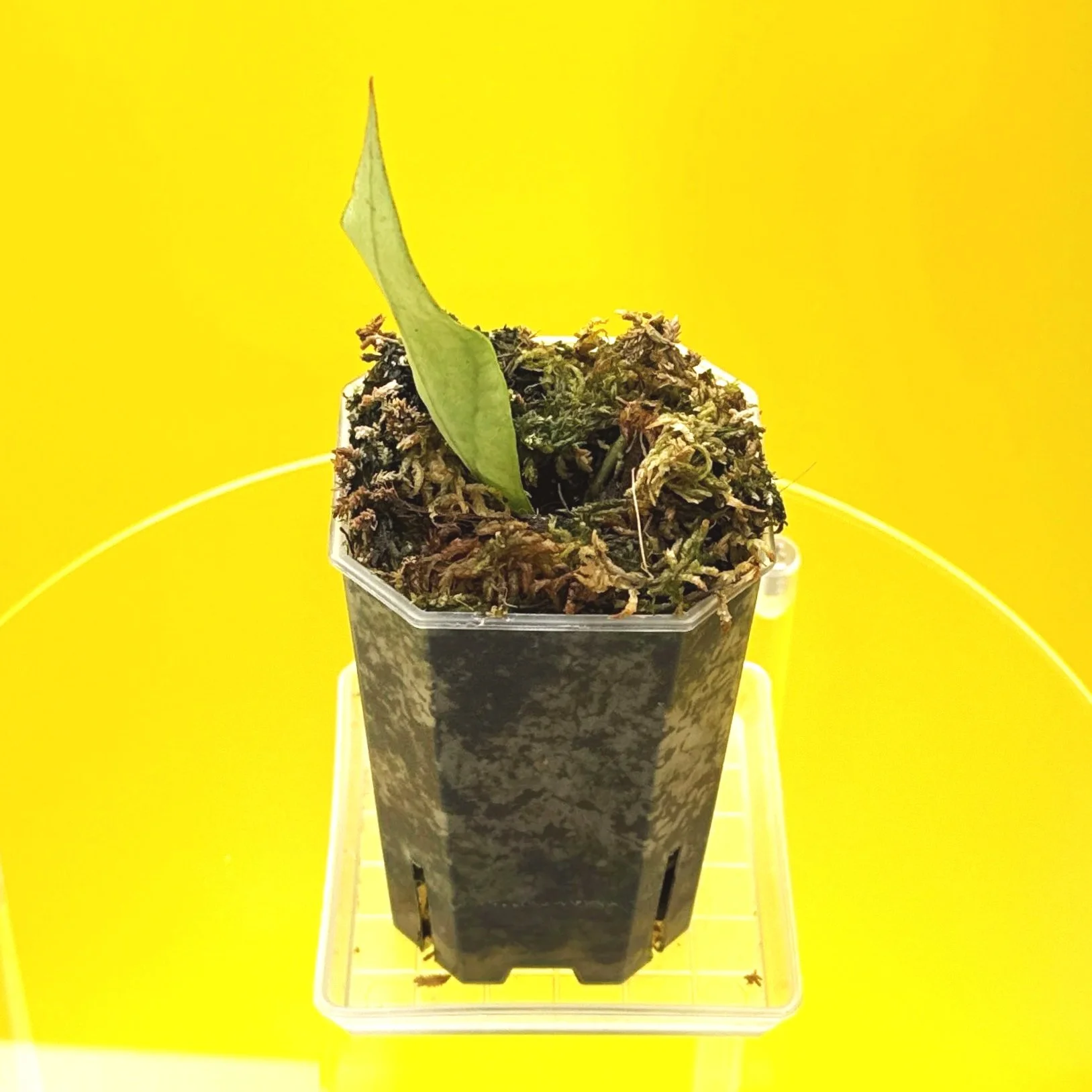 Hoya Sp. Germany Silver | Shop Rare Silver Hoya Houseplants from Sydney, Australia | Melty Plants E-Store Online