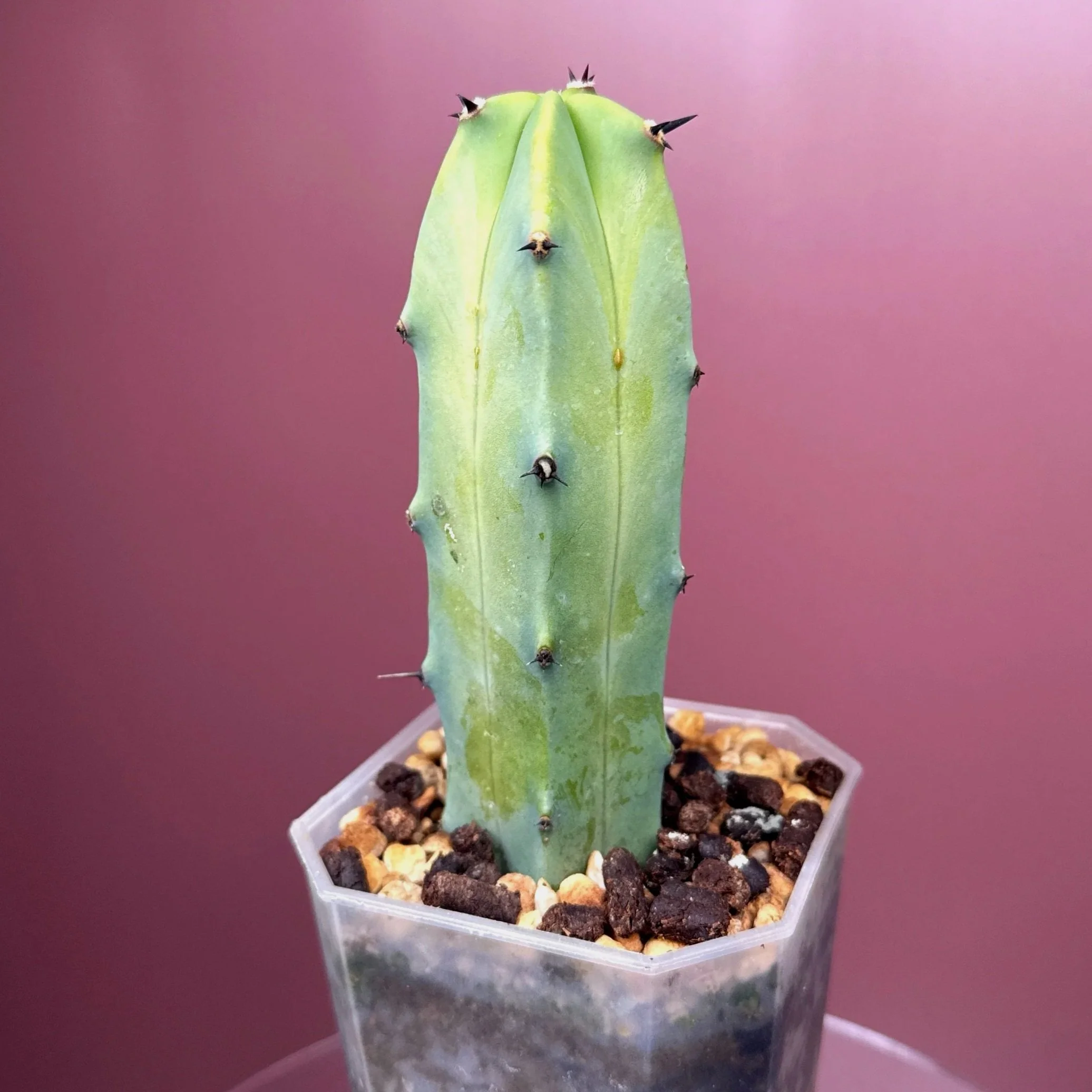 CACTUS Myrtillocactus Geometrizans﻿ 'Blue Candle'