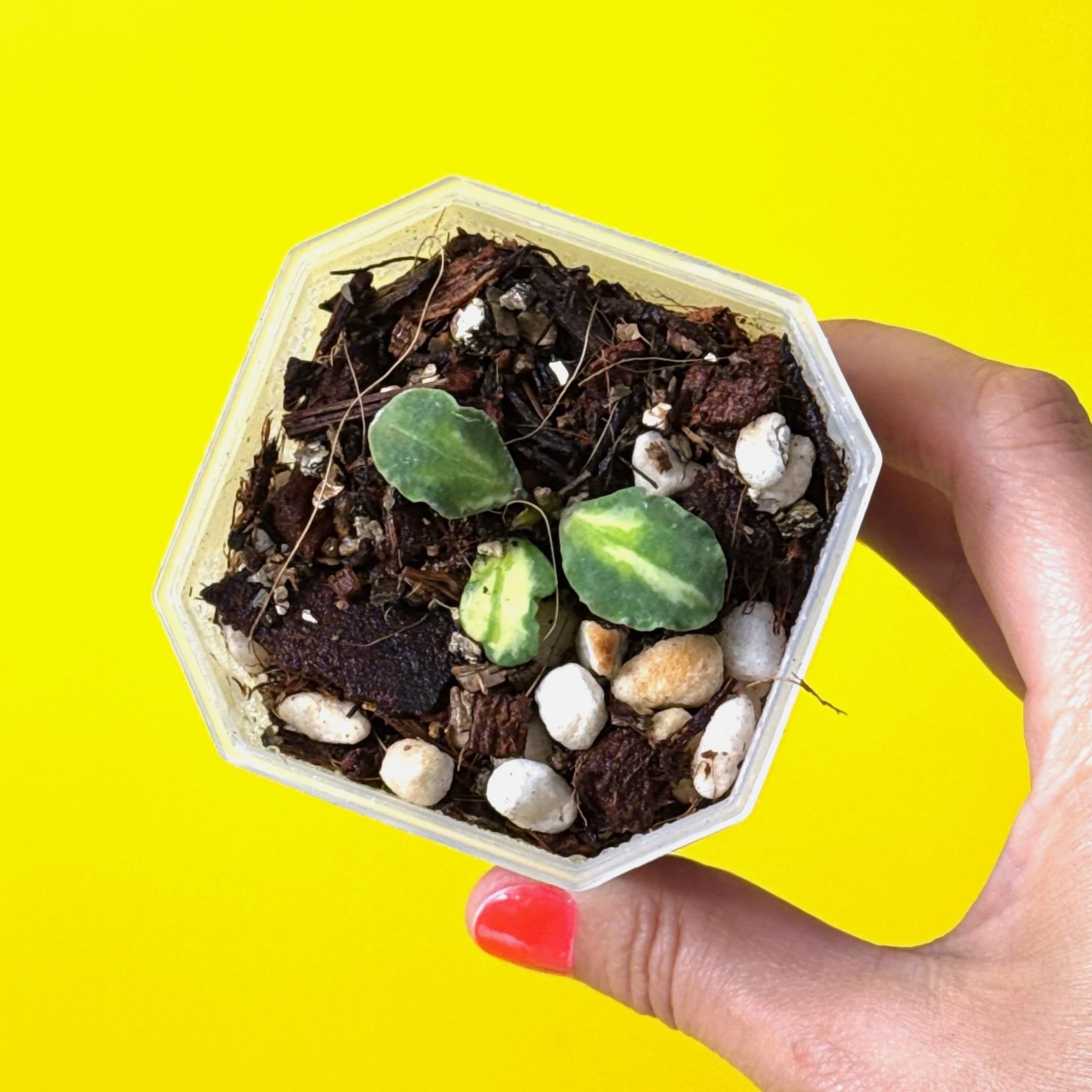 HOYA Kanyakumariana Variegated