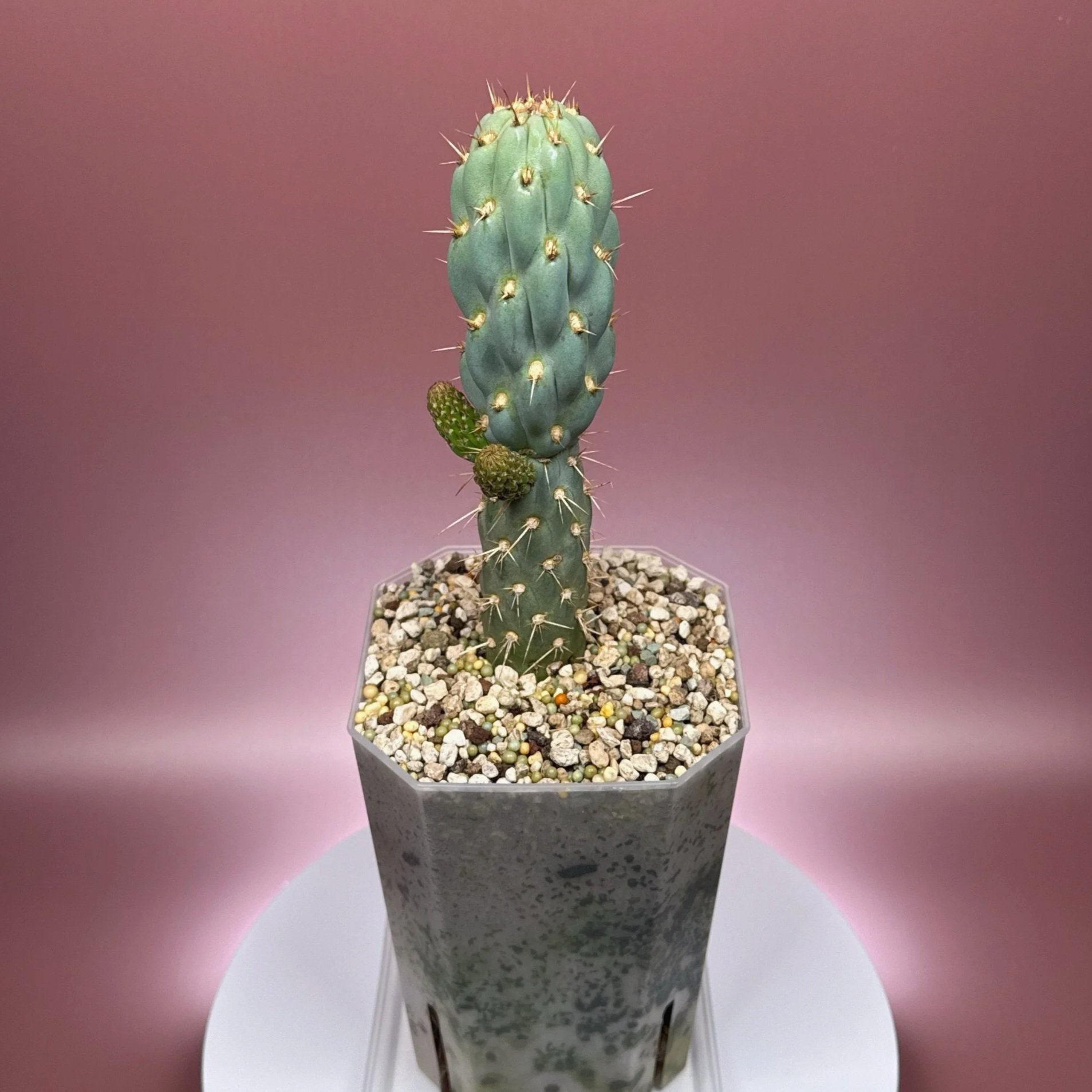 Cactus Miqueliopuntia Miquelii | Shop Rare Blue Cacti in Sydney, Australia | Melty Plants E-Store, Online
