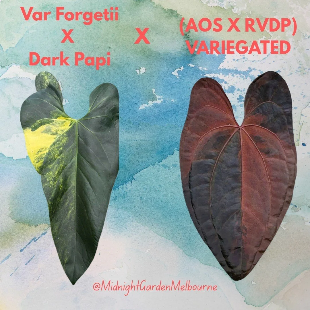 Anthurium (Var. Forgetii x Dark Pap) x (AOS x RVDP) Var. – Variegated | Shop Ultra Rare Variegated Anthuriums online from Sydney, Australia | Melty Plants E-Store, Online